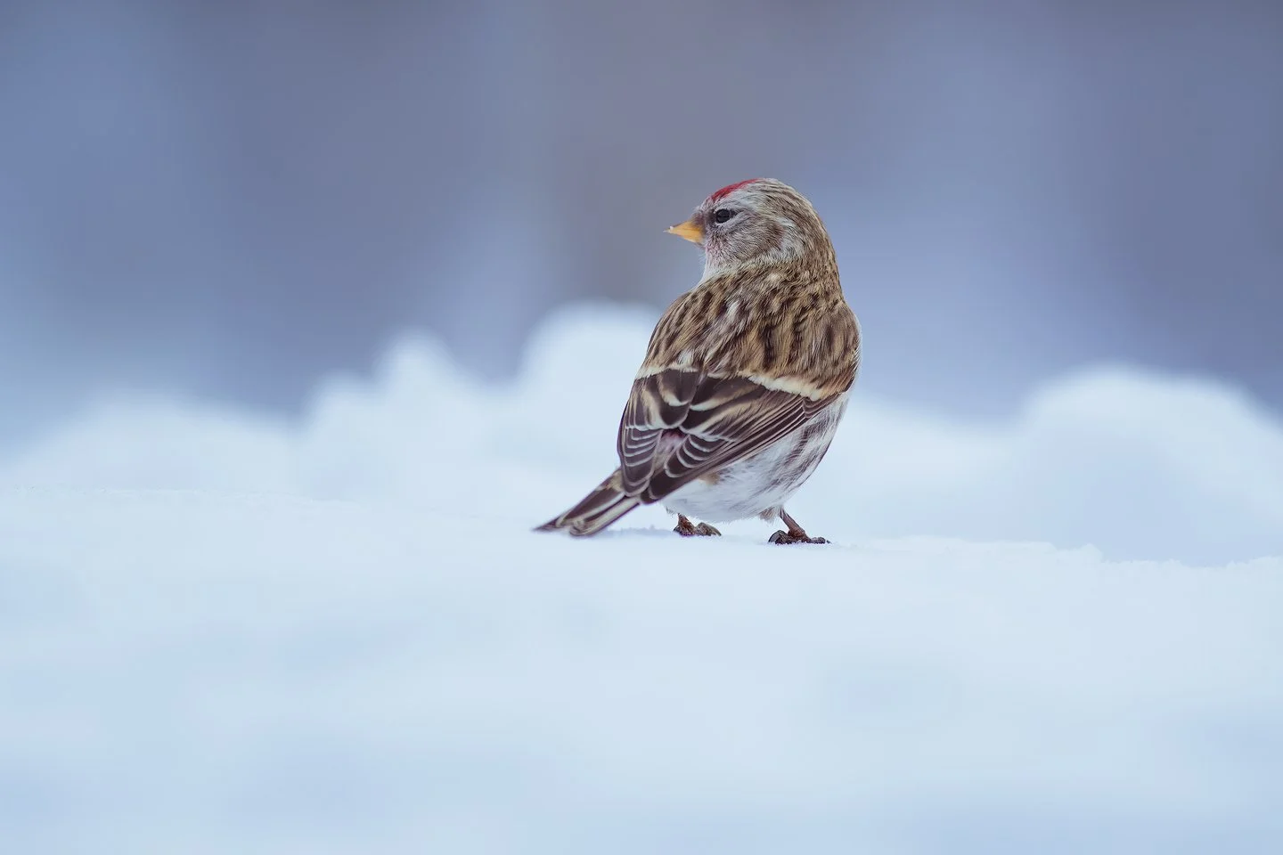 Common redpoll (Acanthis flammea)