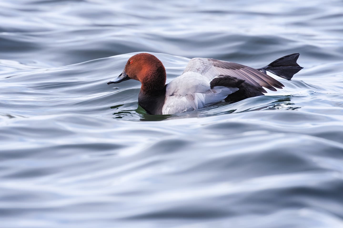 Common pochard (Aythya ferina)