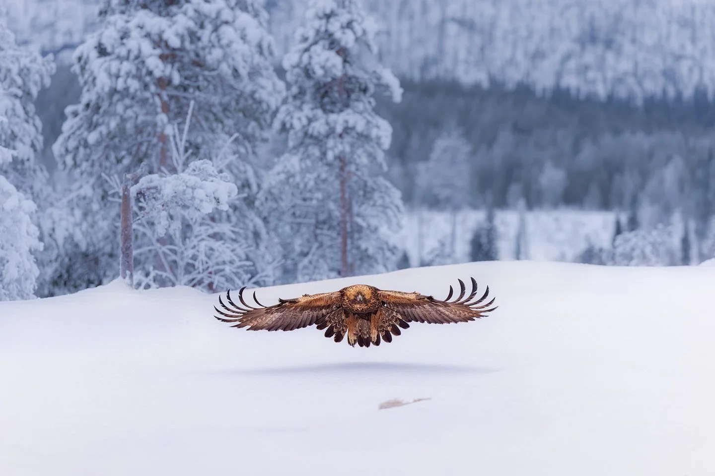 Golden Eagle (Aquila chrysaetos)