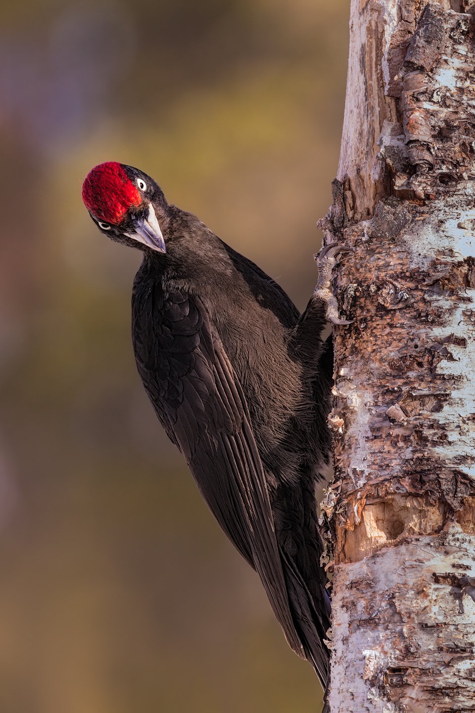 Black Woodpecker (Dryocopus martius)