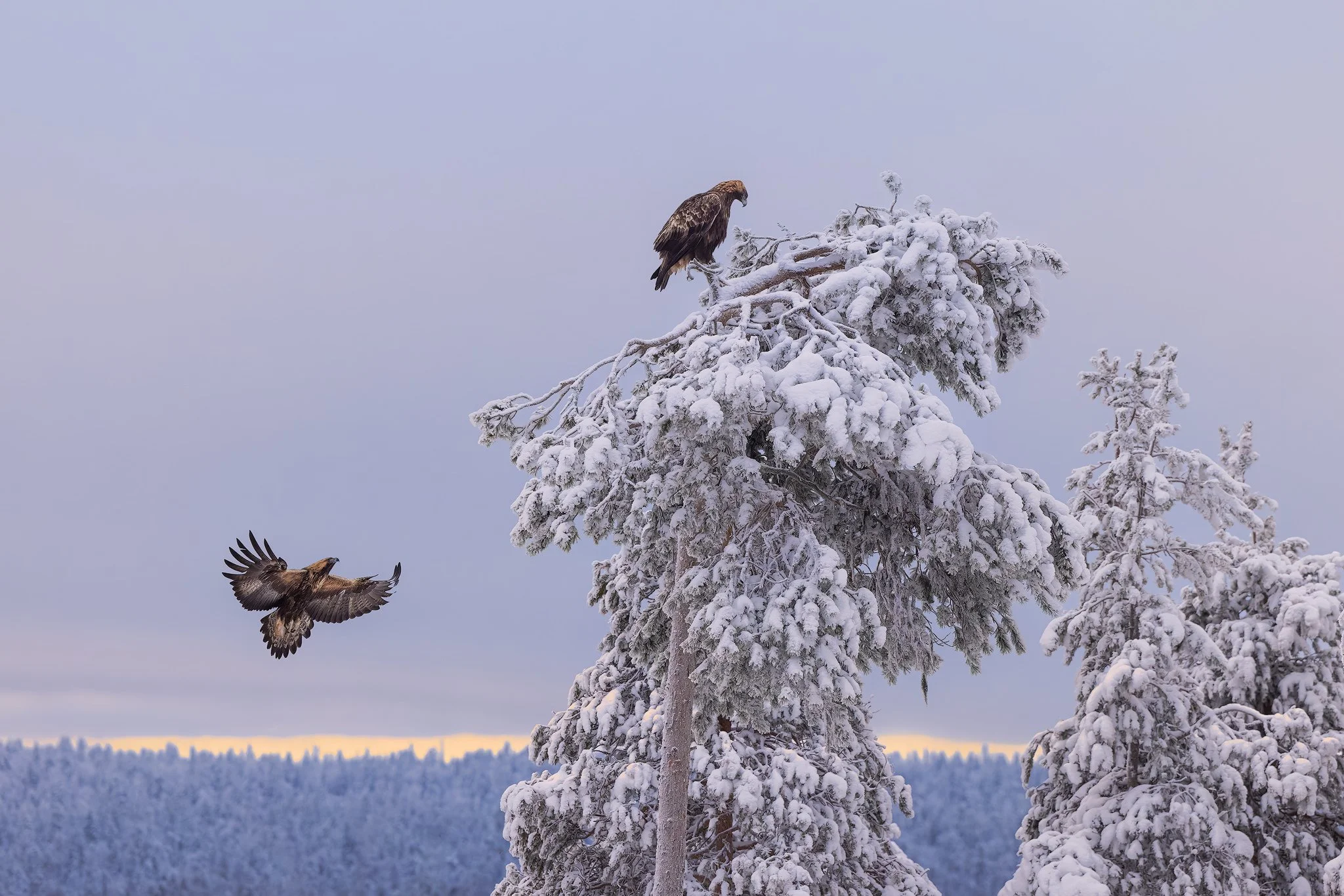 Golden Eagle (Aquila chrysaetos)