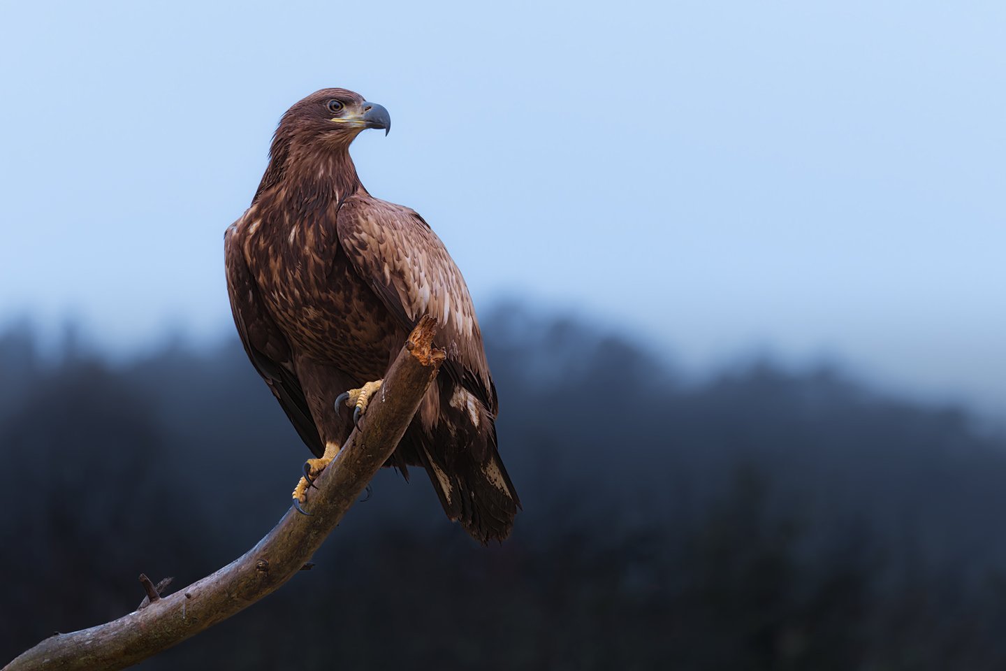 White-tailed Eagle (Haliaeetus albicilla)
