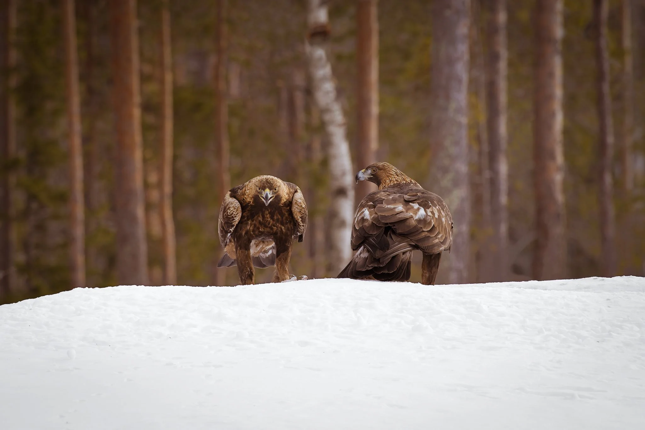Golden Eagle (Aquila chrysaetos)