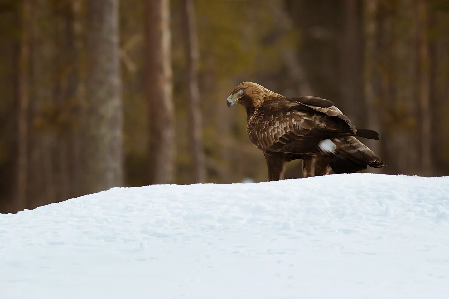 Golden eagle (Aquila chrysaeto)