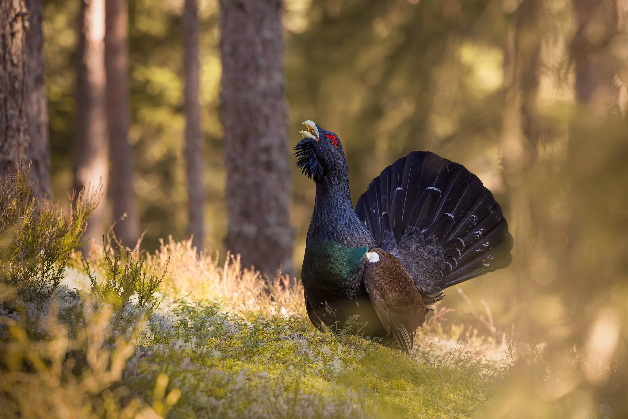 Western capercaillie (Tetrao urogallus)