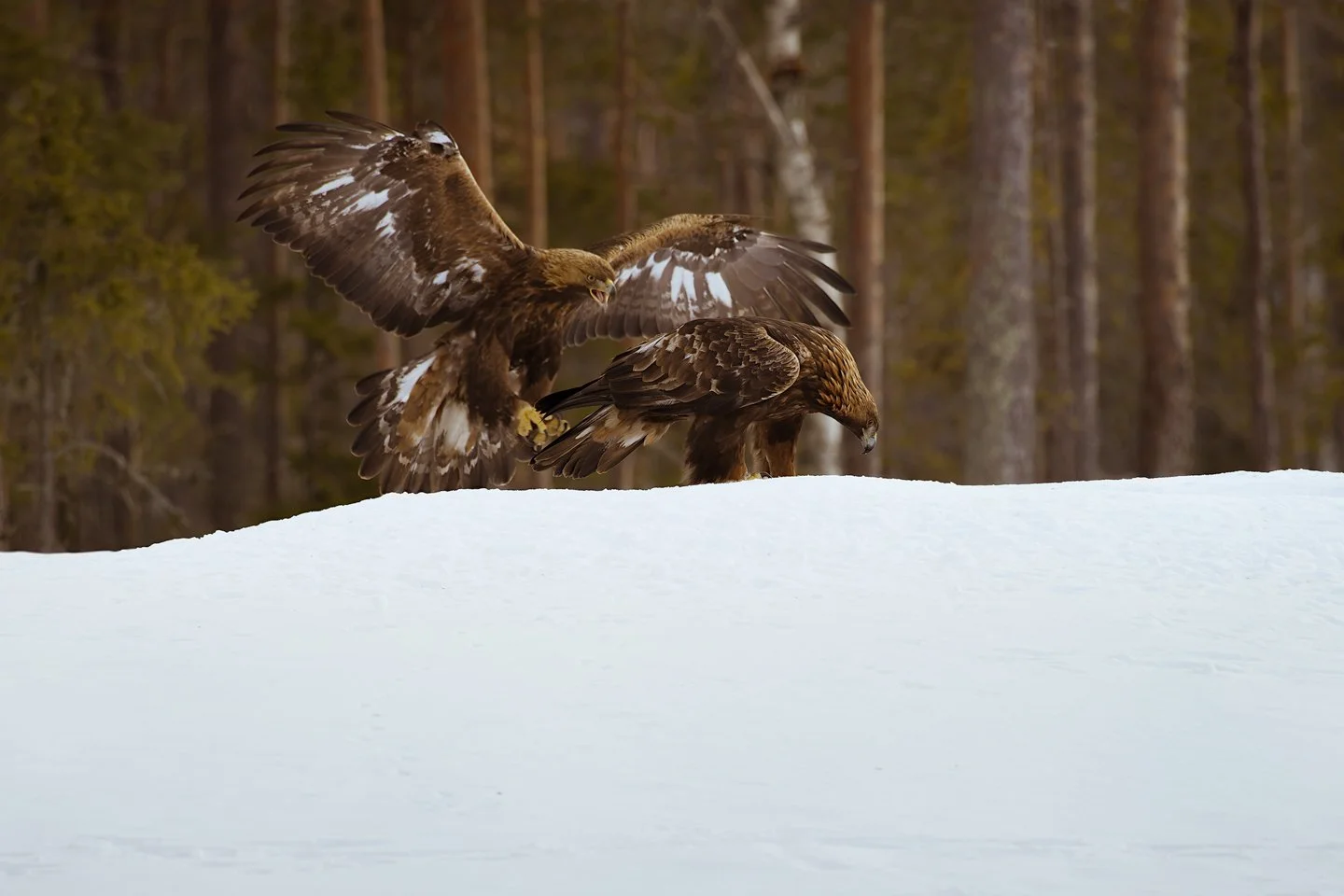 Golden eagle (Aquila chrysaeto)