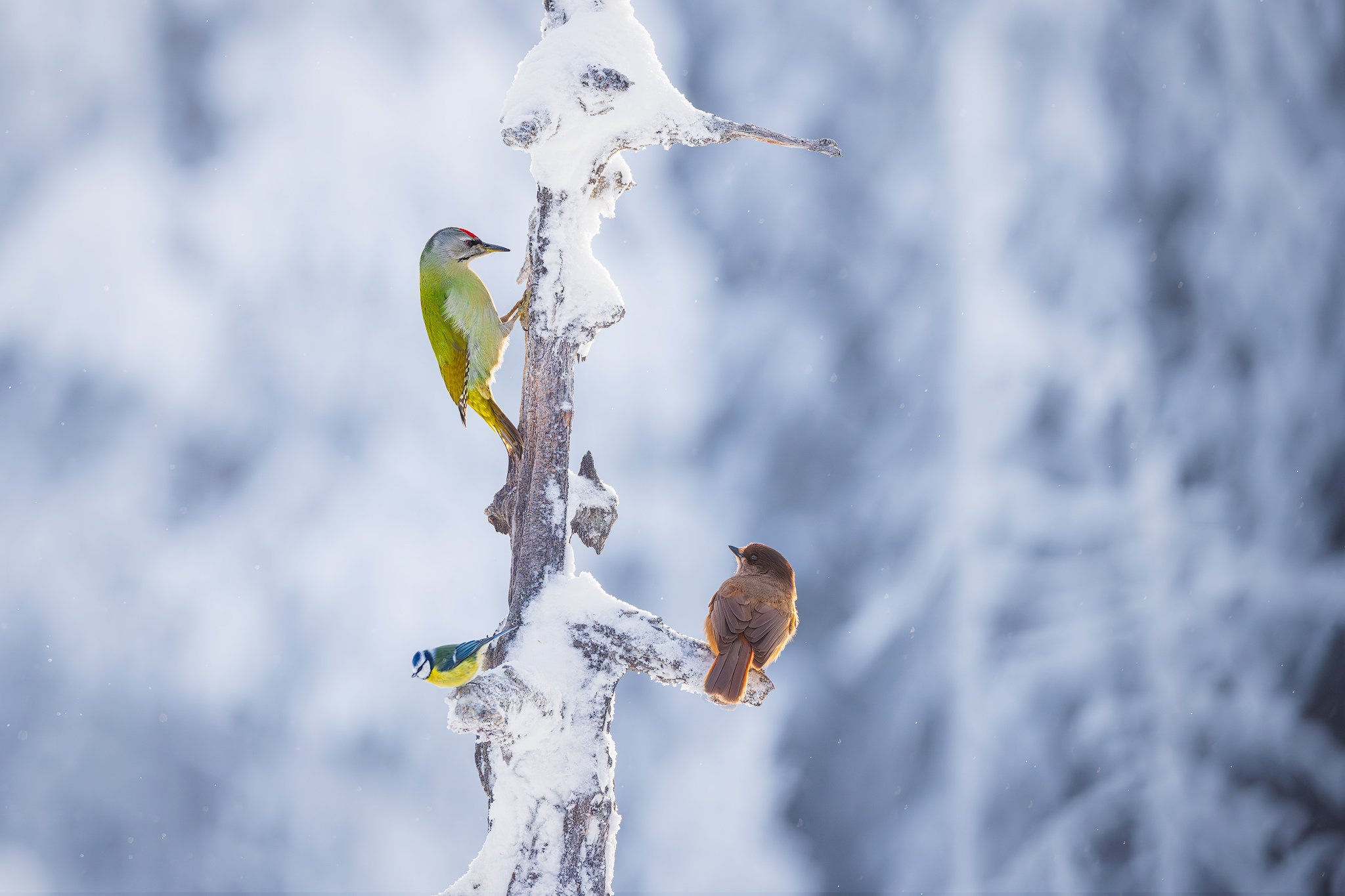 Grey-headed Woodpecker (Picus canus)