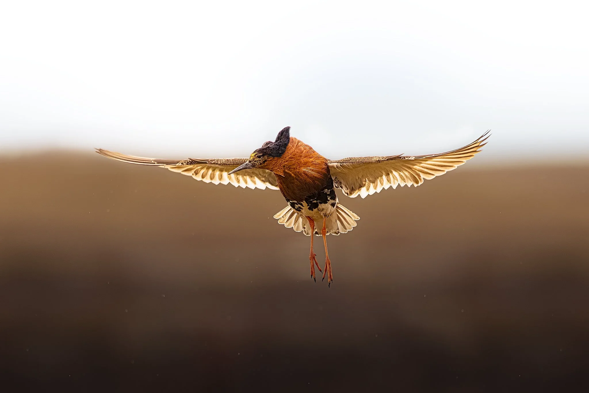 Ruff (Calidris pugnax)