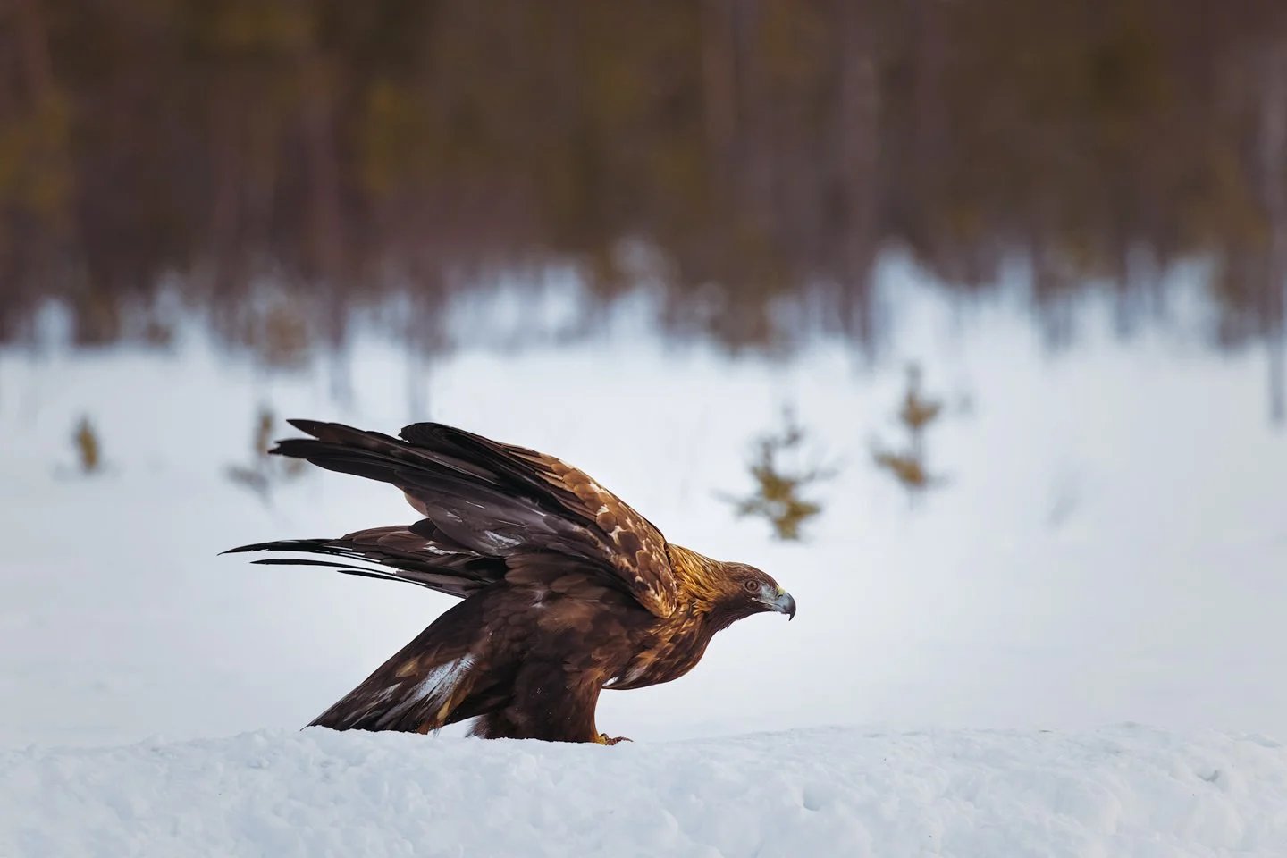 Golden eagle (Aquila chrysaeto)