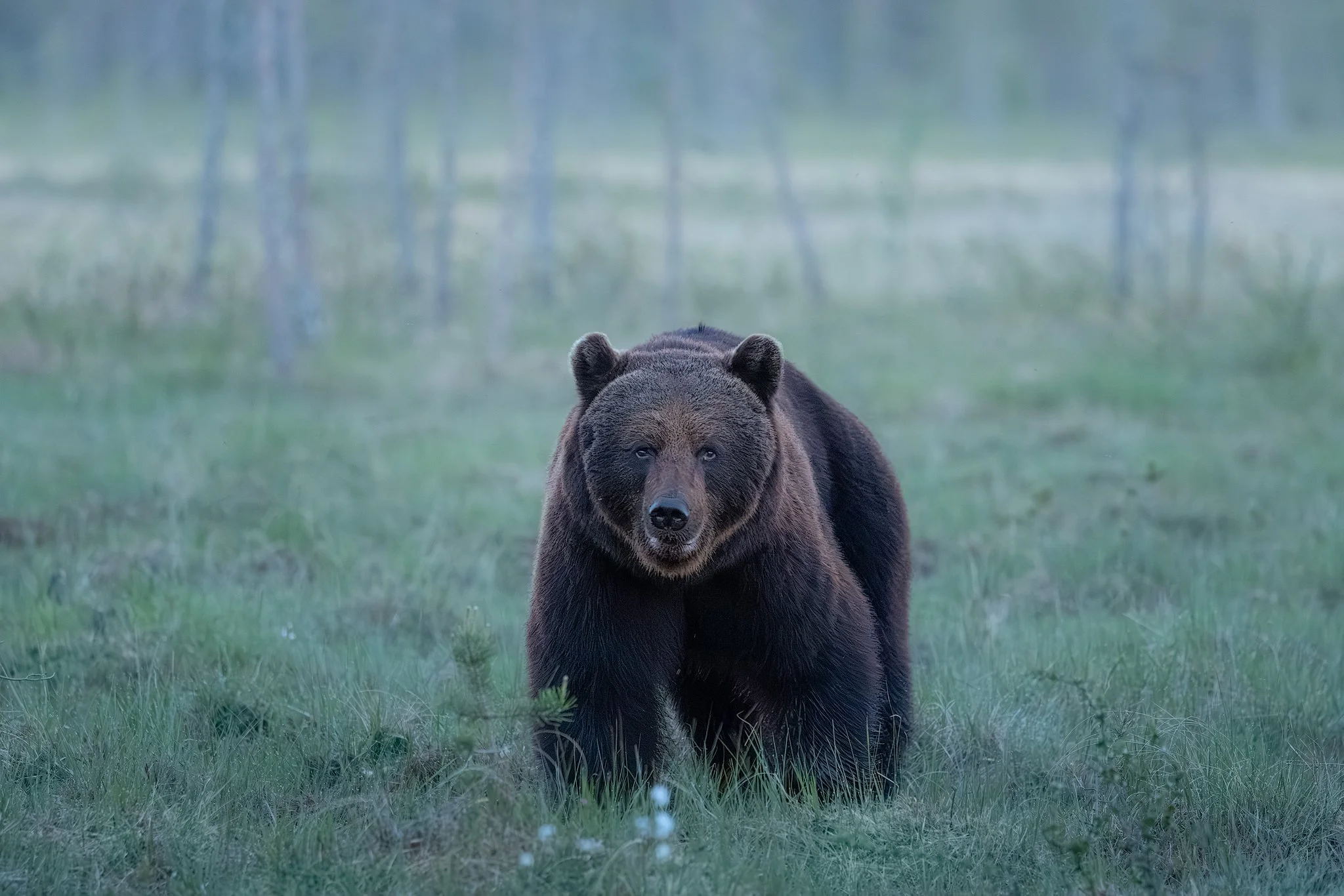 Brown bear (Ursus arctos)