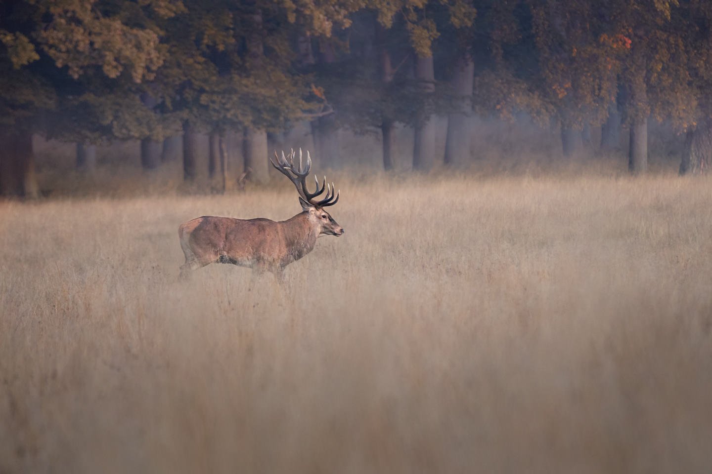 Red deer stag (Cervus elaphus) 