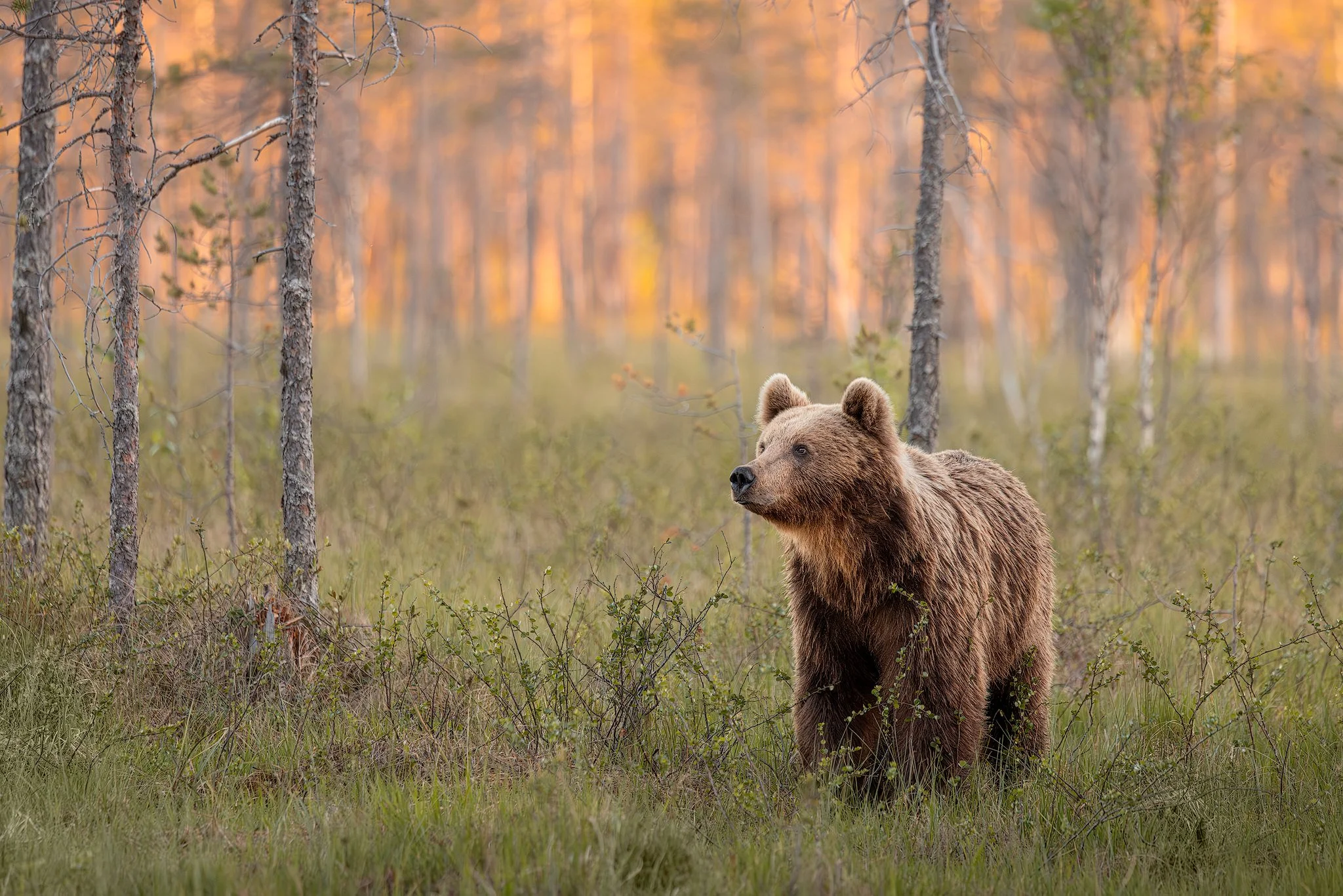 Brown bear (Ursus arctos)