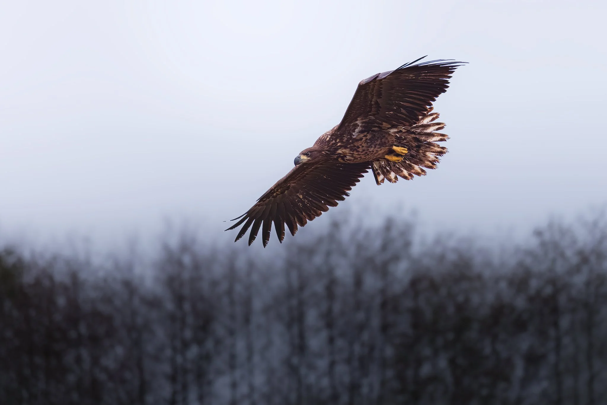 White-tailed Eagle (Haliaeetus albicilla)