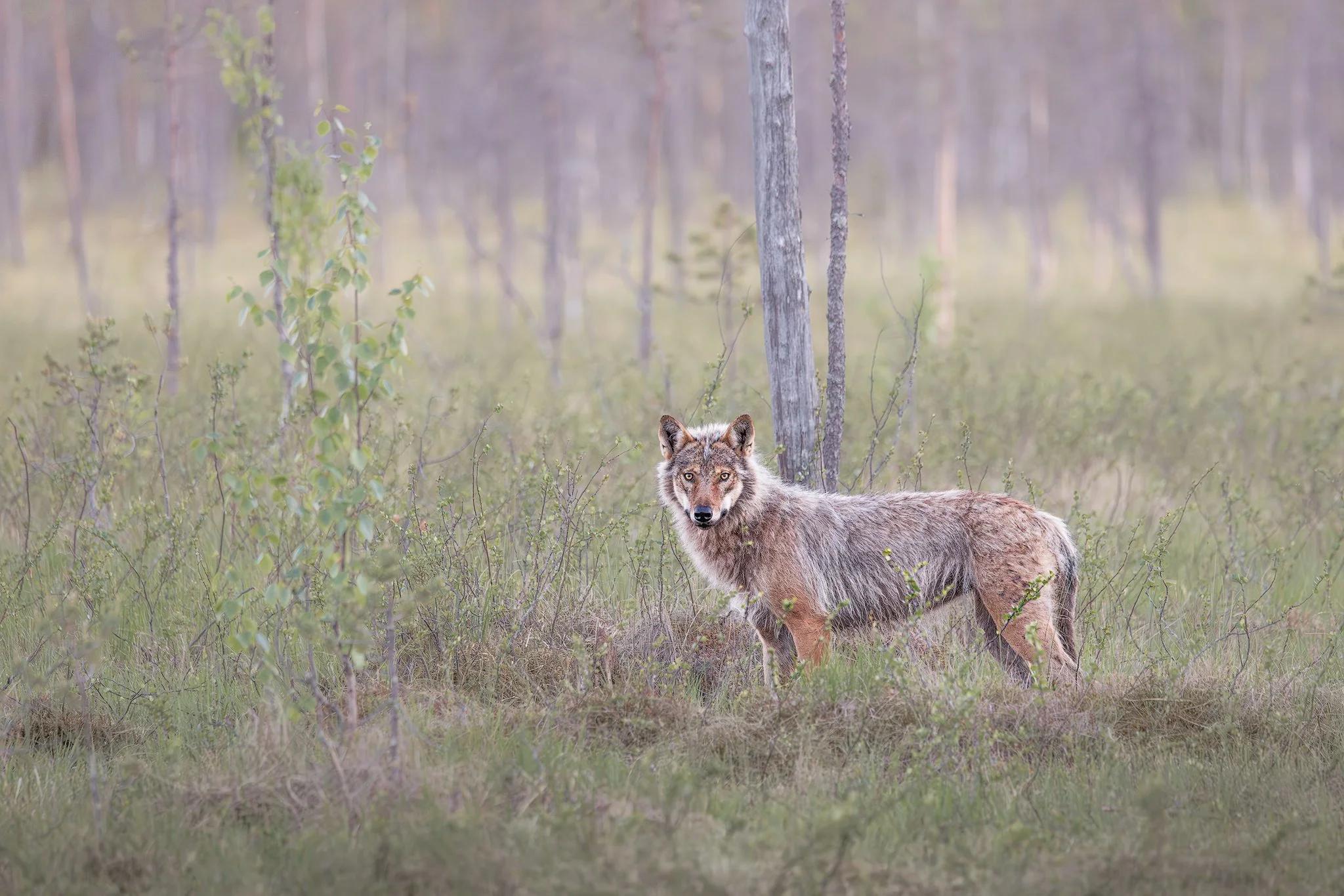 Wolf (Canis lupus)