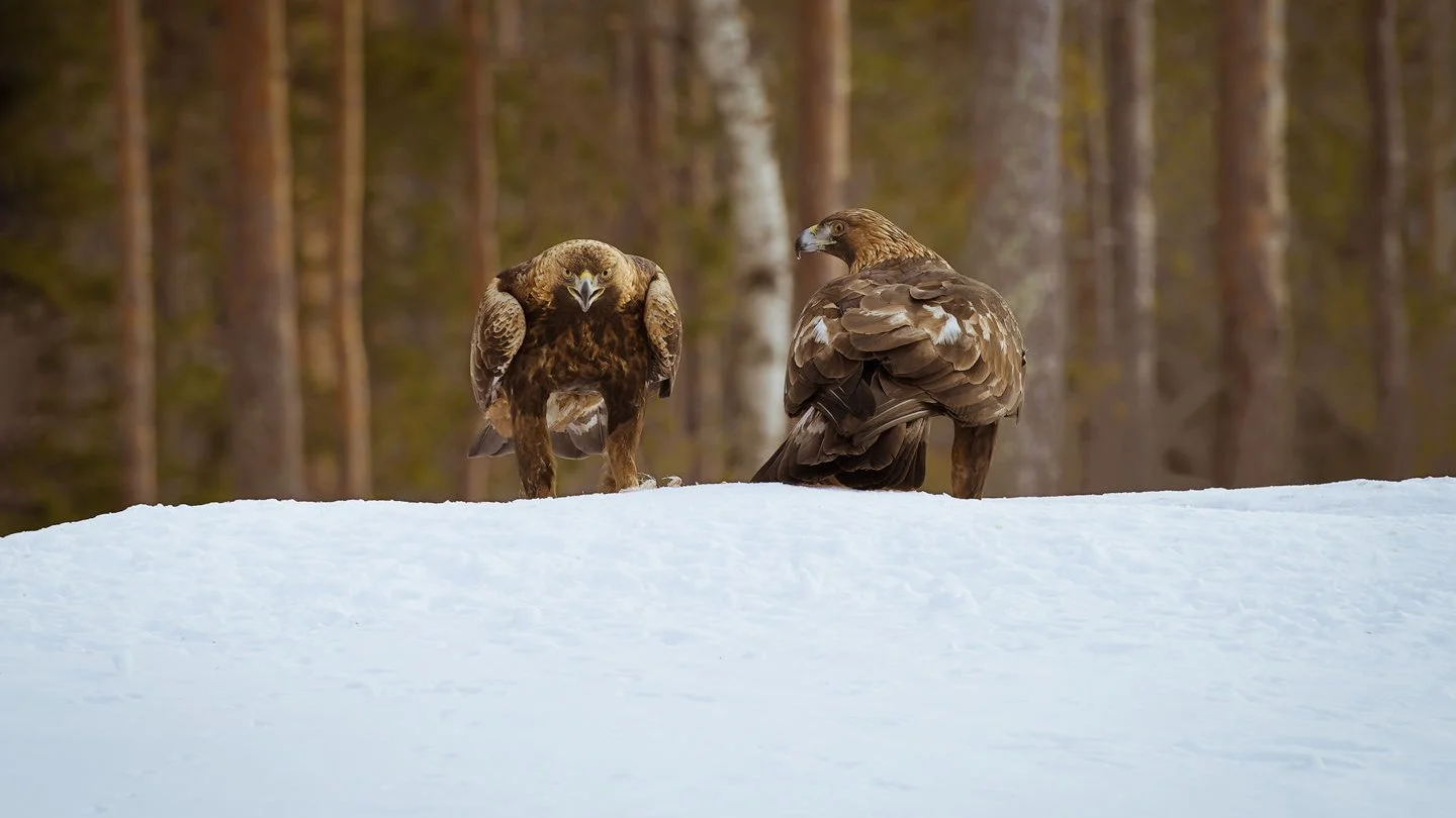 Golden eagle (Aquila chrysaeto)