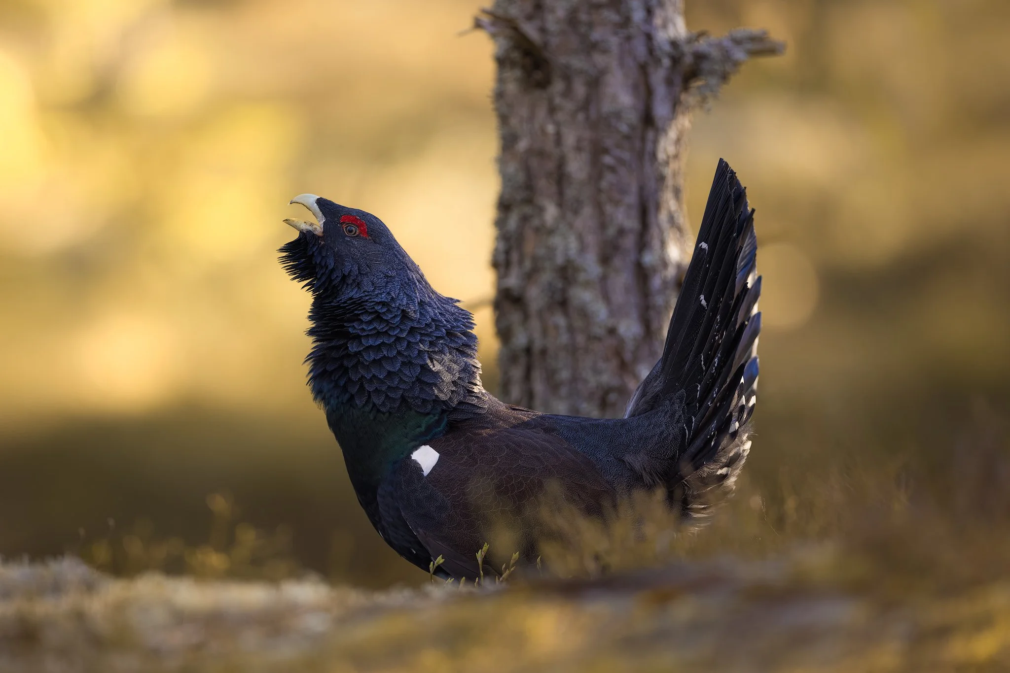 Western capercaillie (Tetrao urogallus)