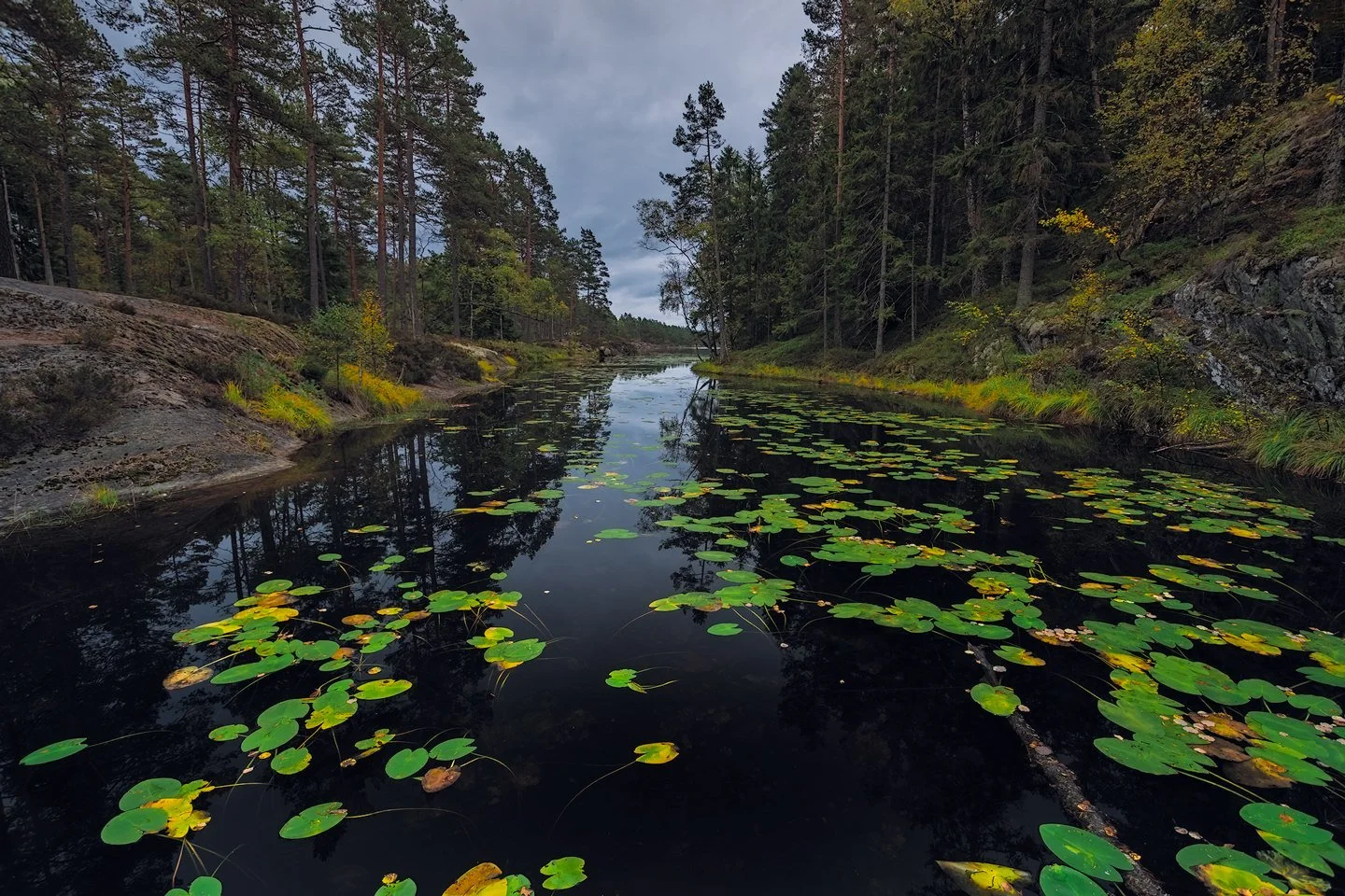 Tresticklan National Park, 2017