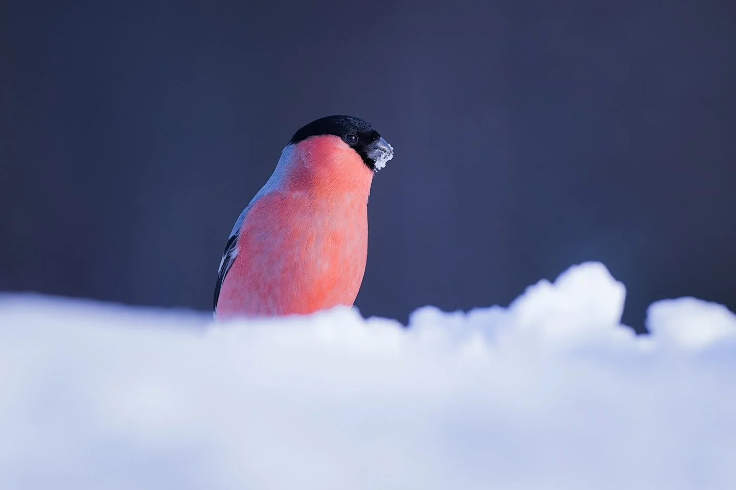 Eurasian bullfinch (Pyrrhula pyrrhula)