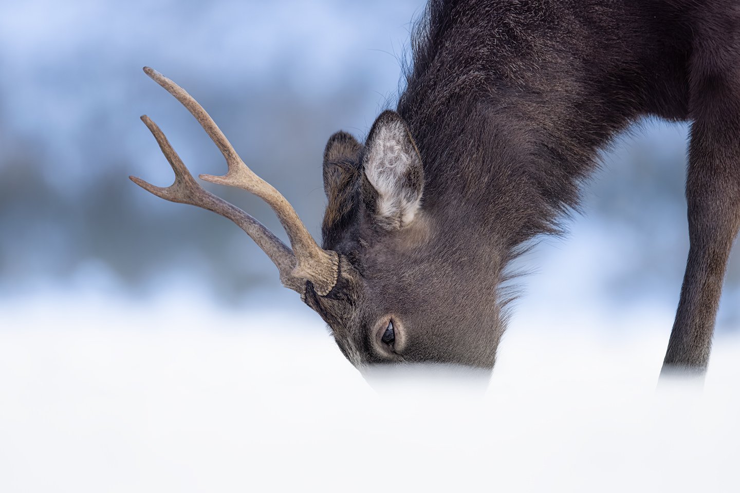 Sika Deer (Cervus nippon)