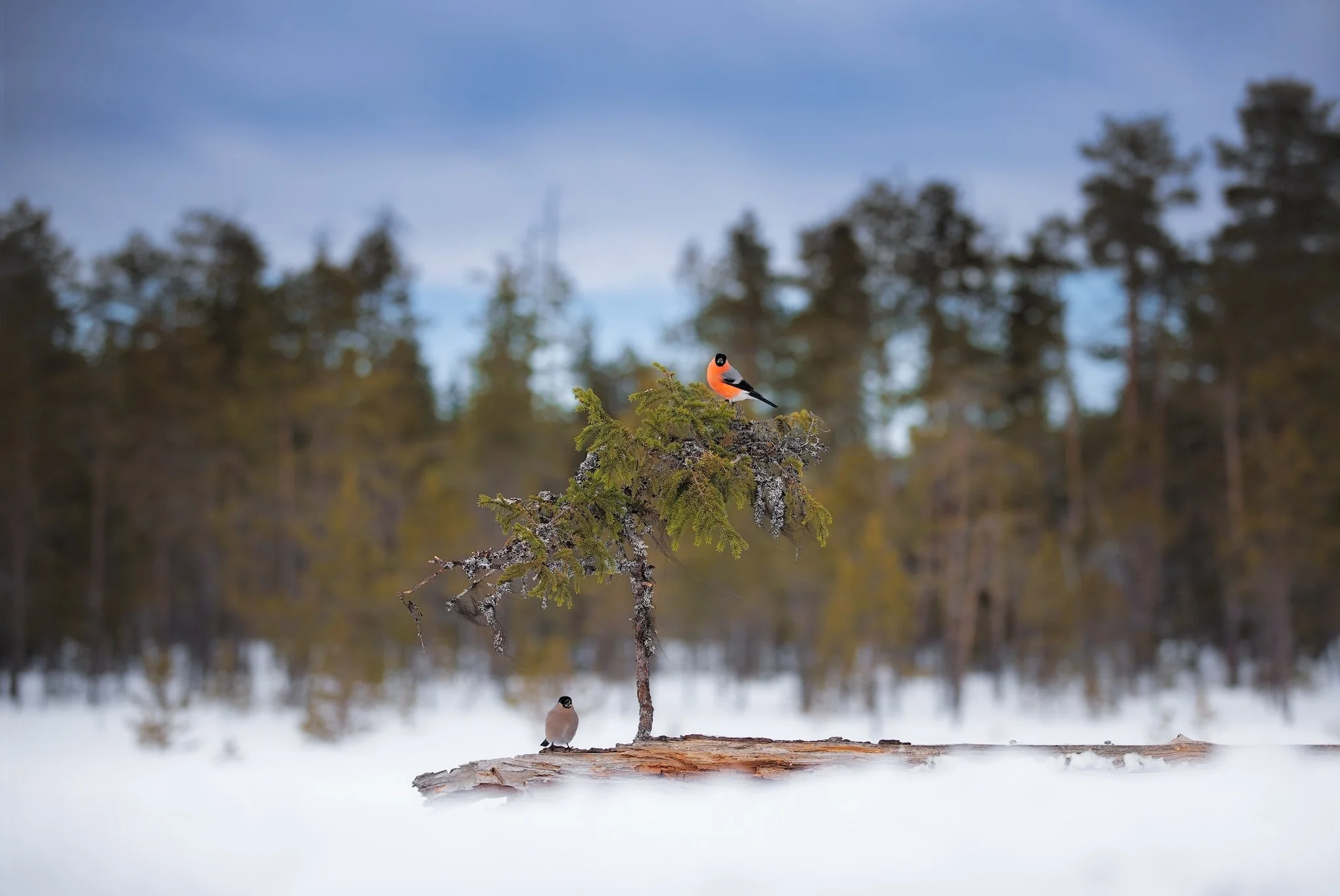 Eurasian bullfinch (Pyrrhula pyrrhula)