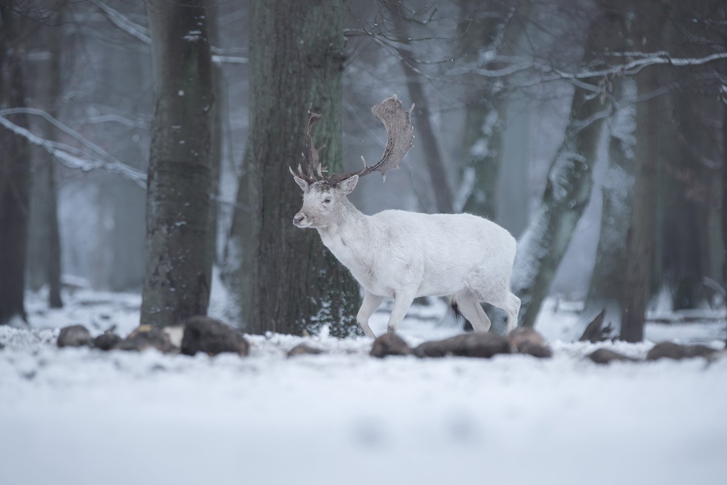 Leucistic european fallow deer (Dama dama)