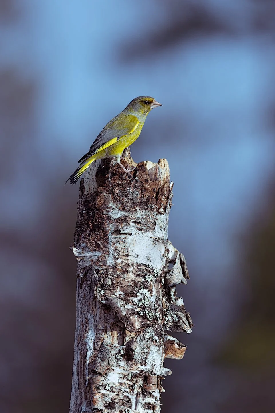 European greenfinch (Chloris chloris)