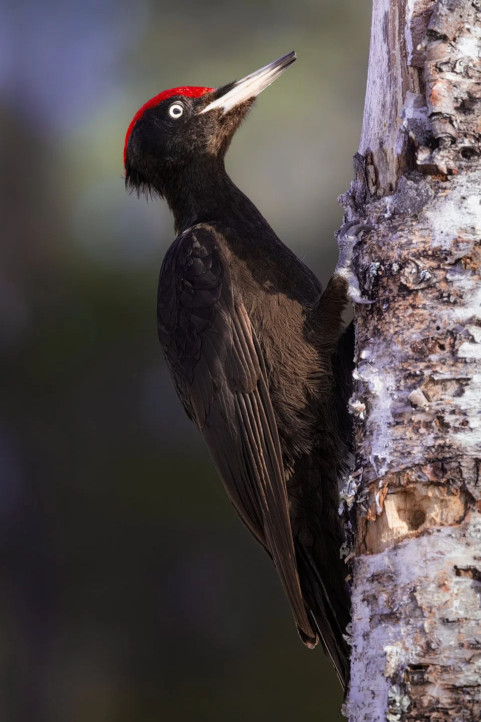 Black Woodpecker (Dryocopus martius)