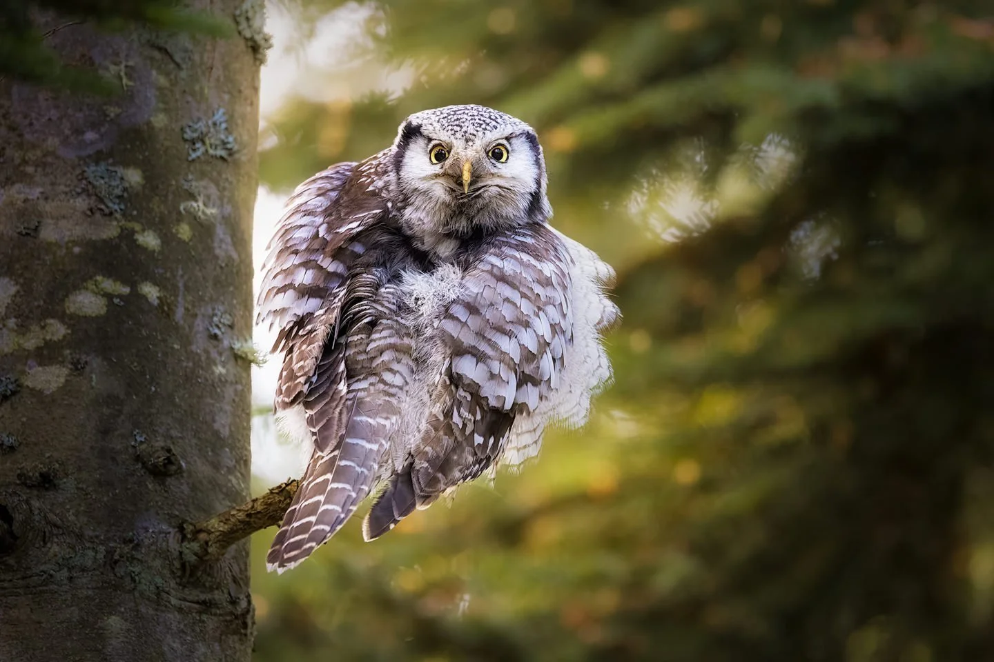 Northern Hawk-Owl (Surnia ulula)