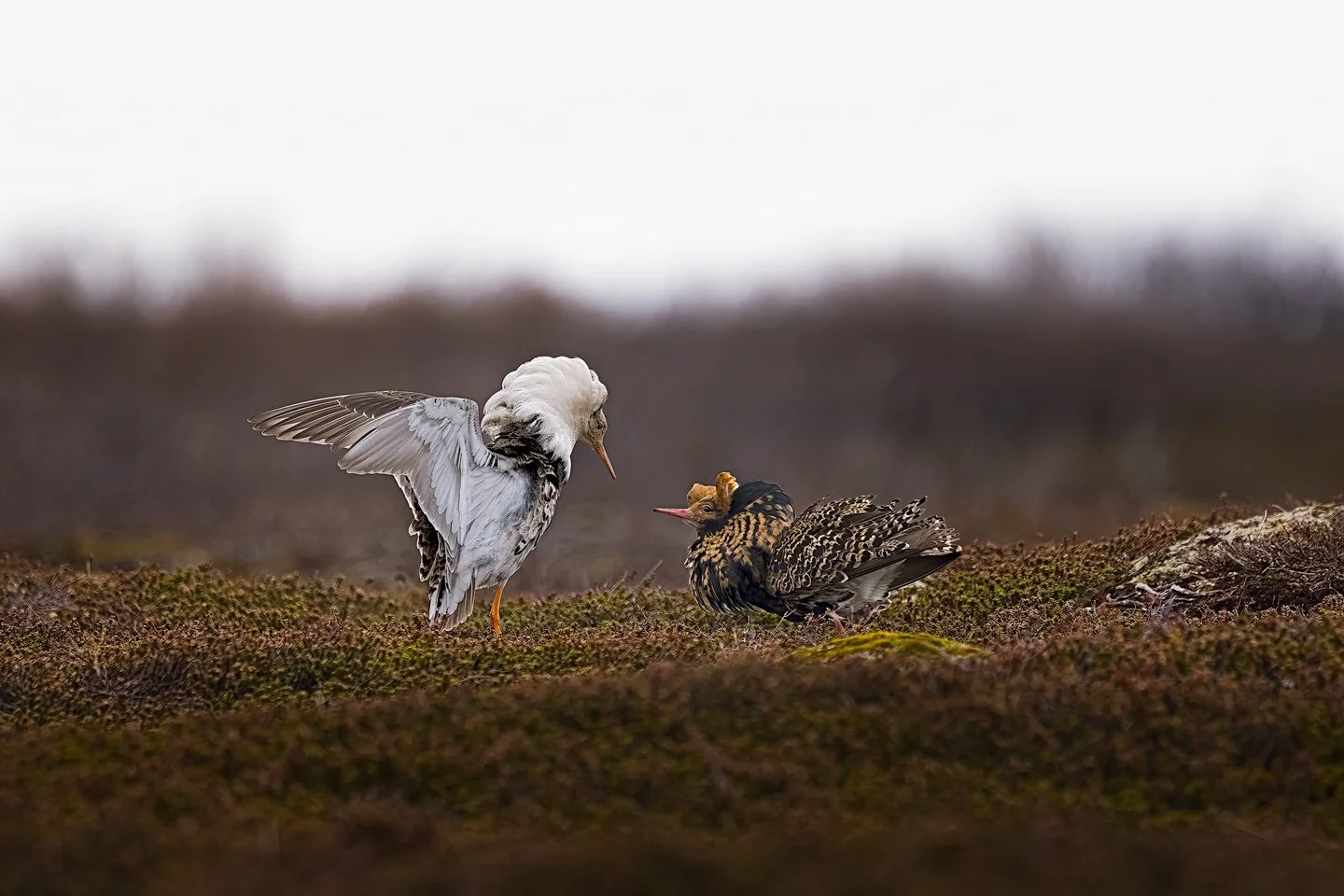 Ruff (Calidris pugnax)