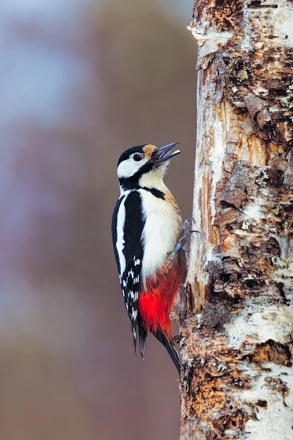 Great spotted woodpecker (Dendrocopos major)