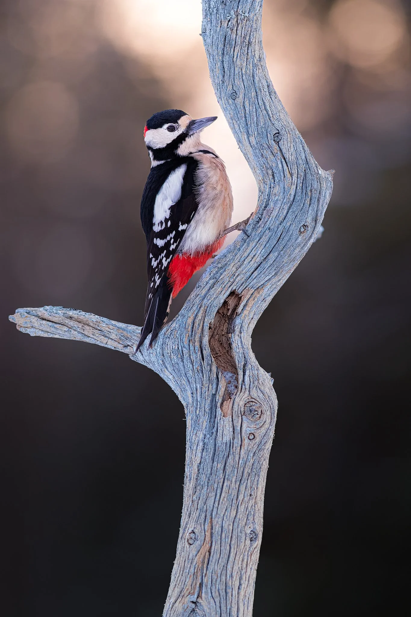 Great Spotted Woodpecker (Dendrocopos major)