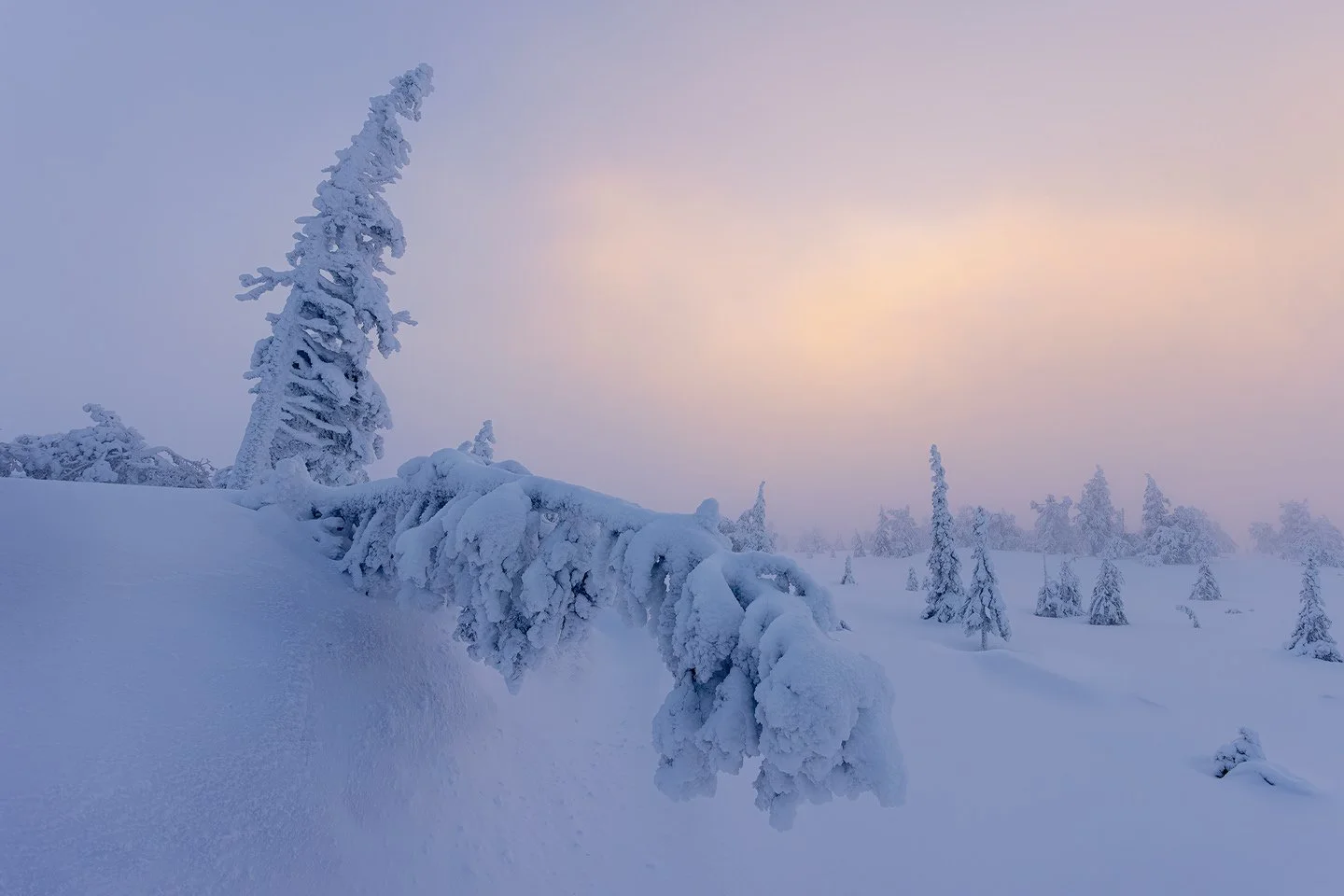 Riisitunturi National Park, 2025