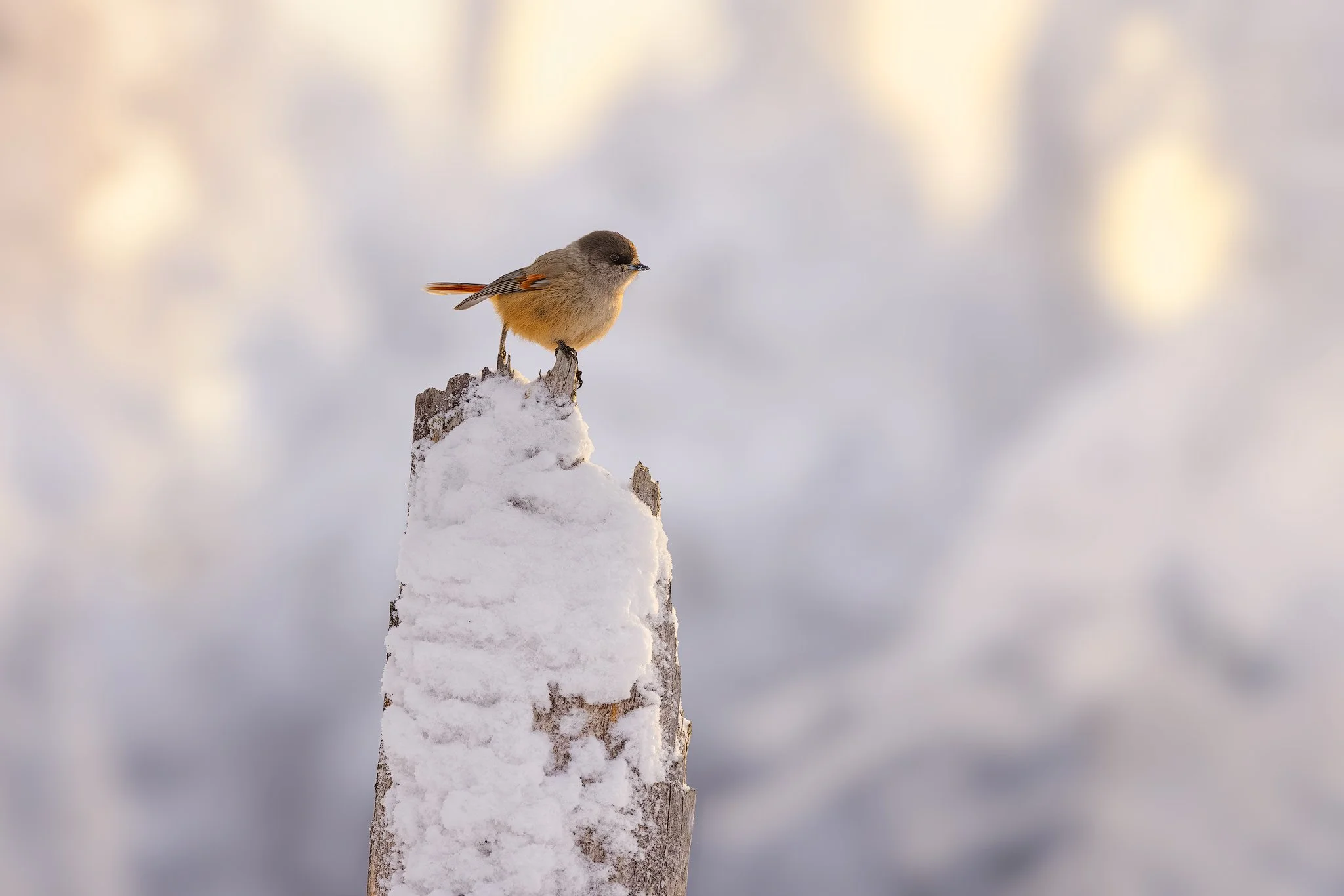 Siberian jay (Perisoreus infaustus)
