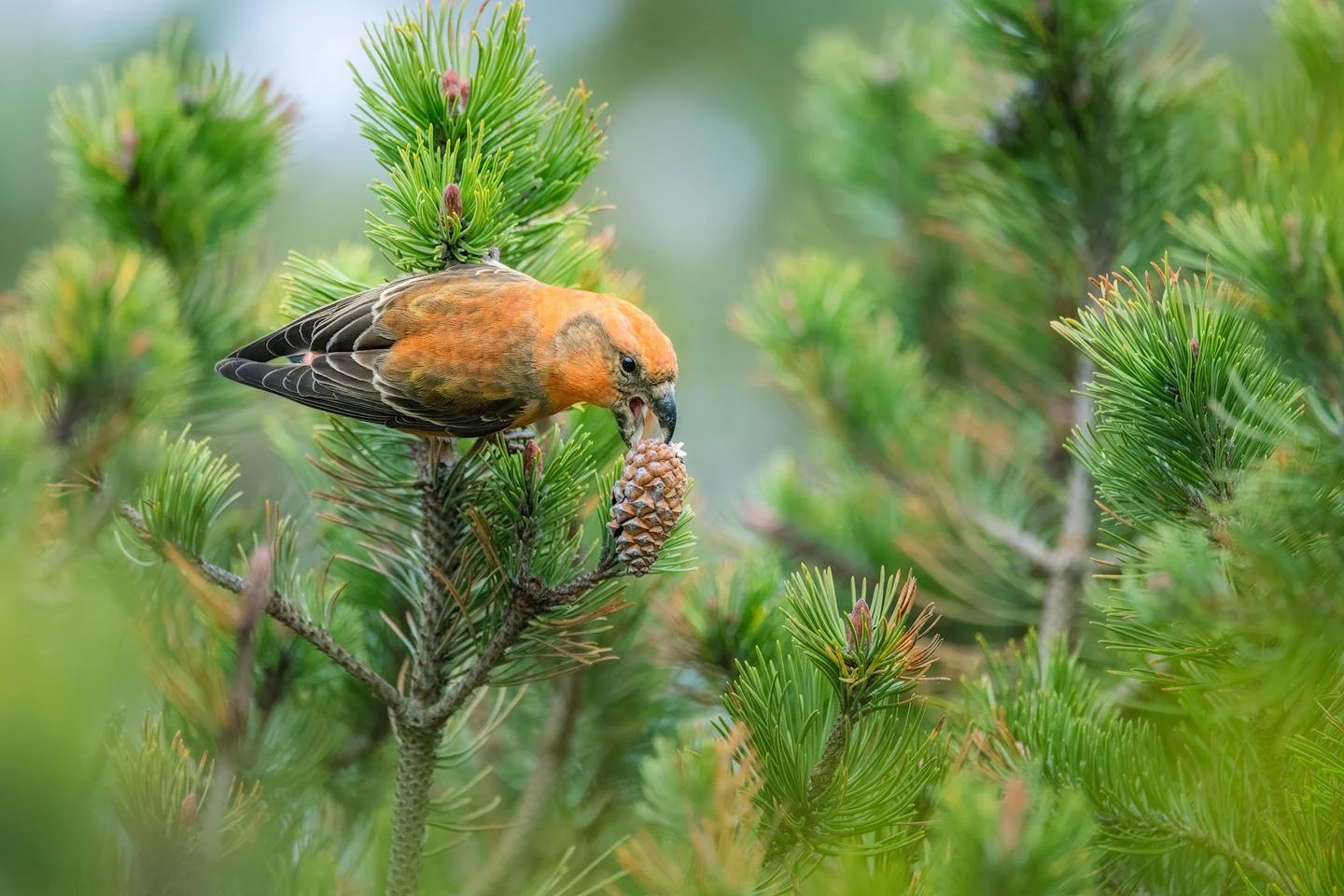 Parrot crossbill (Stor korsnæb)