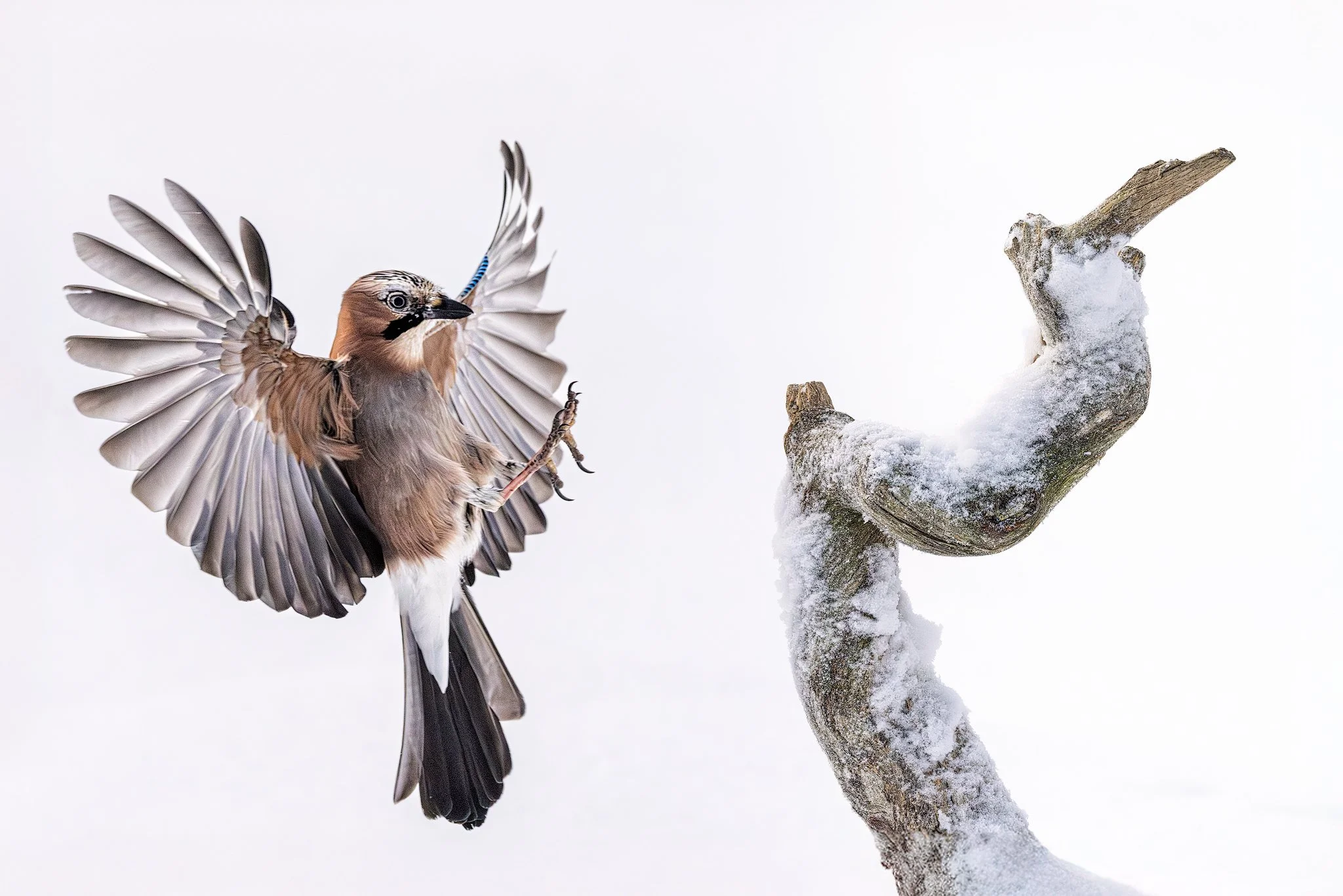 Eurasian jay ( (Garrulus glandarius)