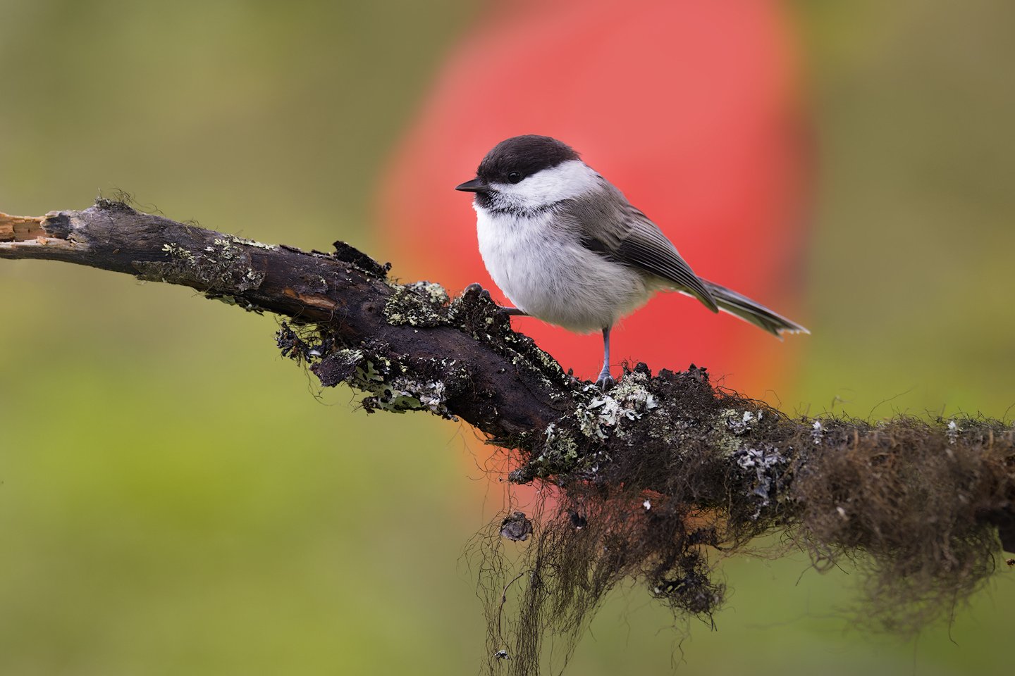 Willow tit (Poecile montanus)