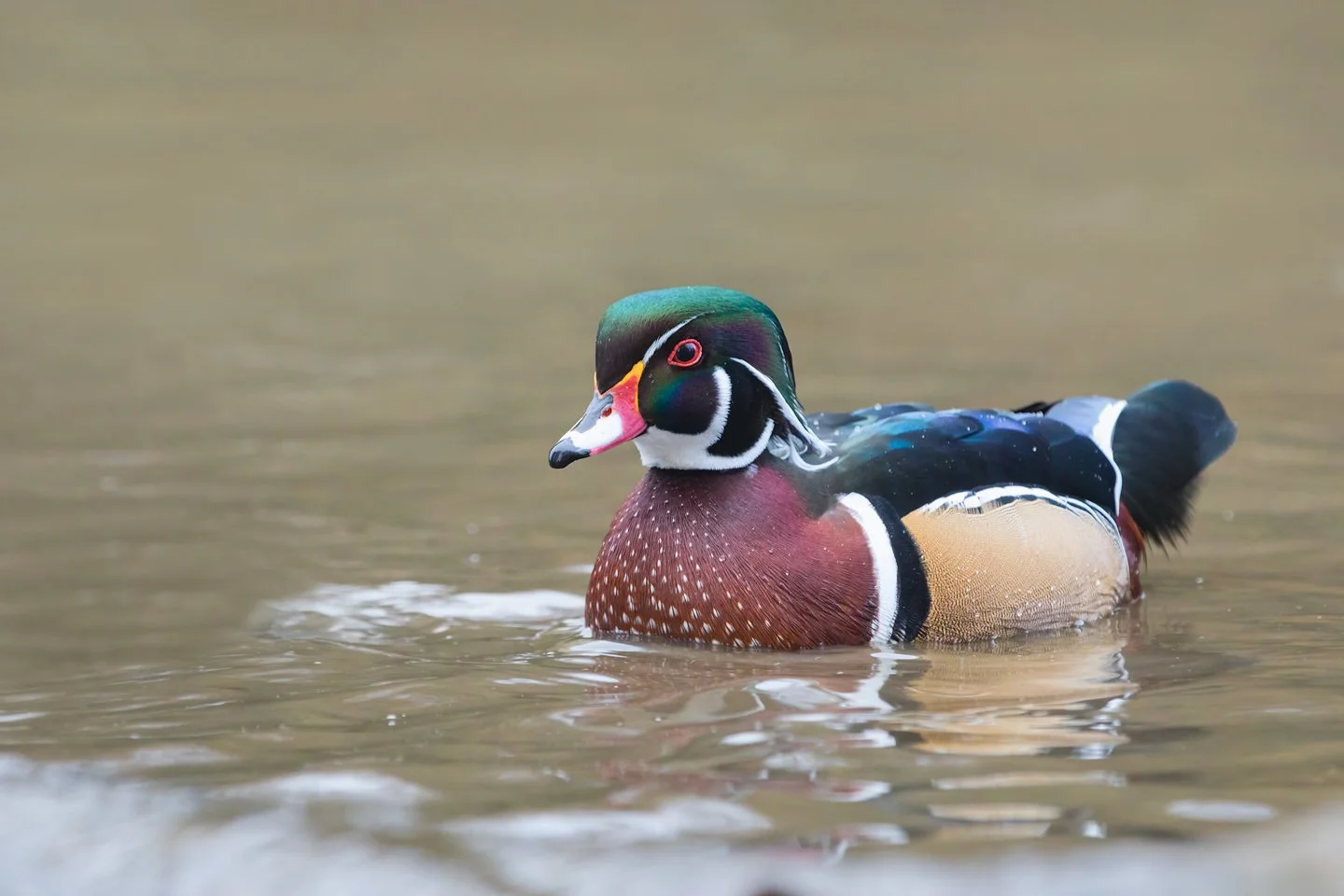 Wood duck (Aix sponsa)