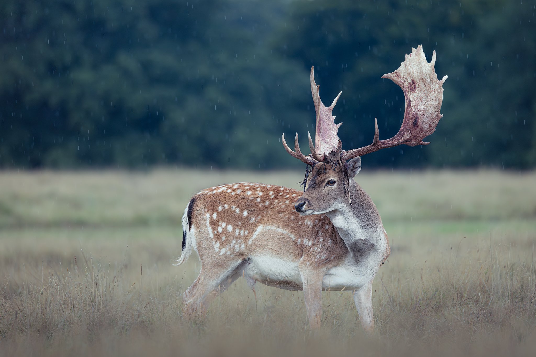 Fallow Deer (Dama dama)
