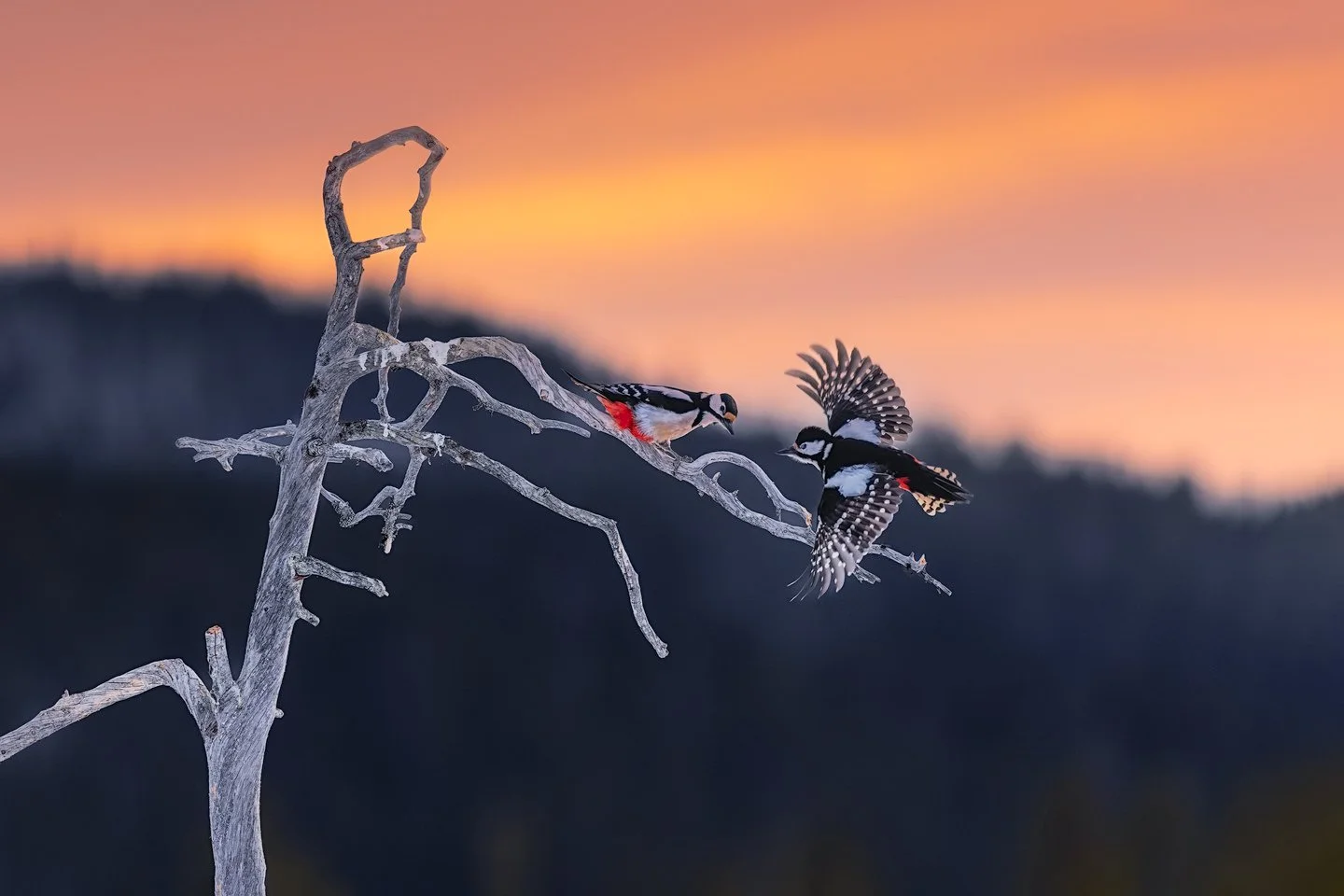 Great Spotted Woodpecker (Dendrocopos major)