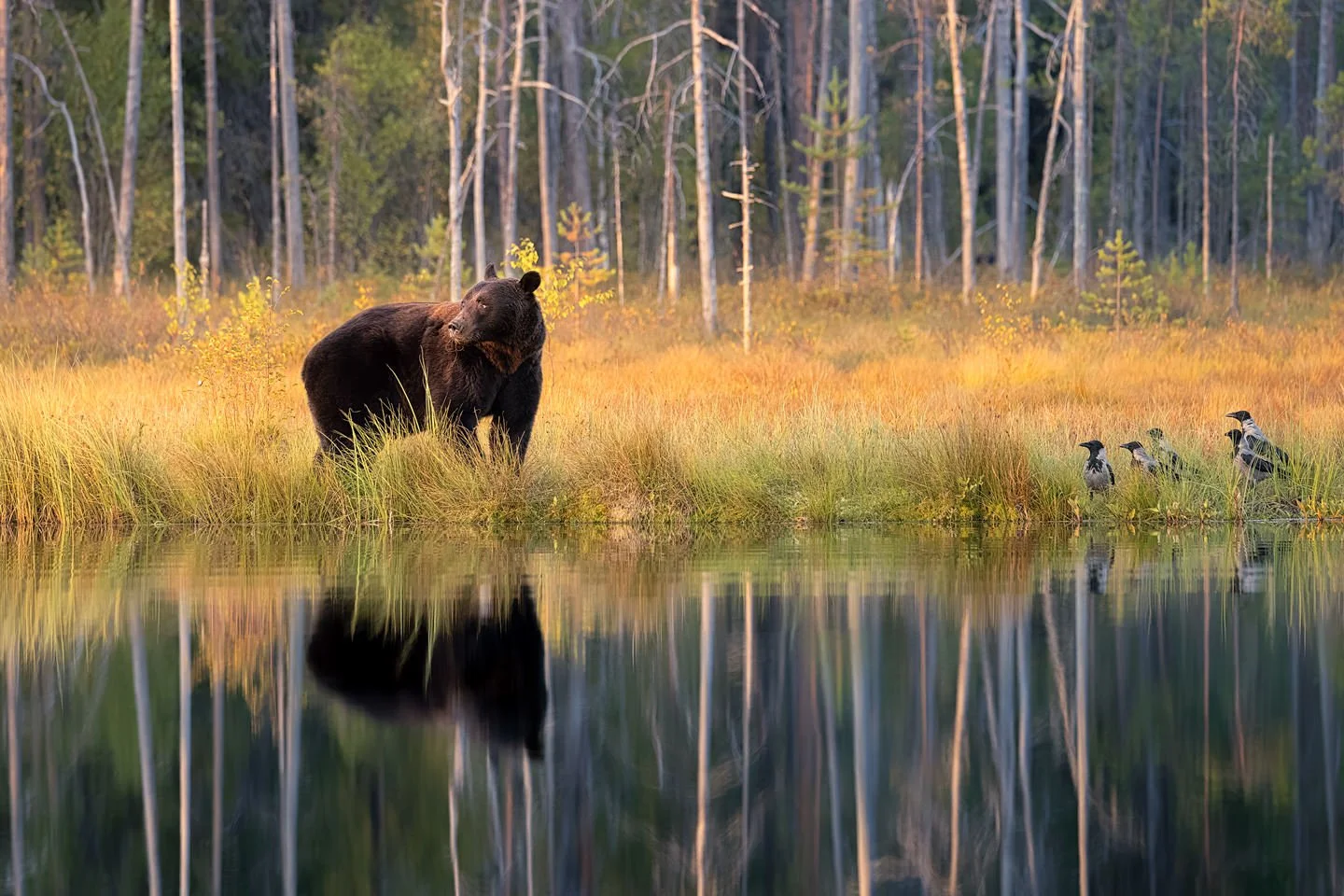 Brown bear (Ursus arctos)