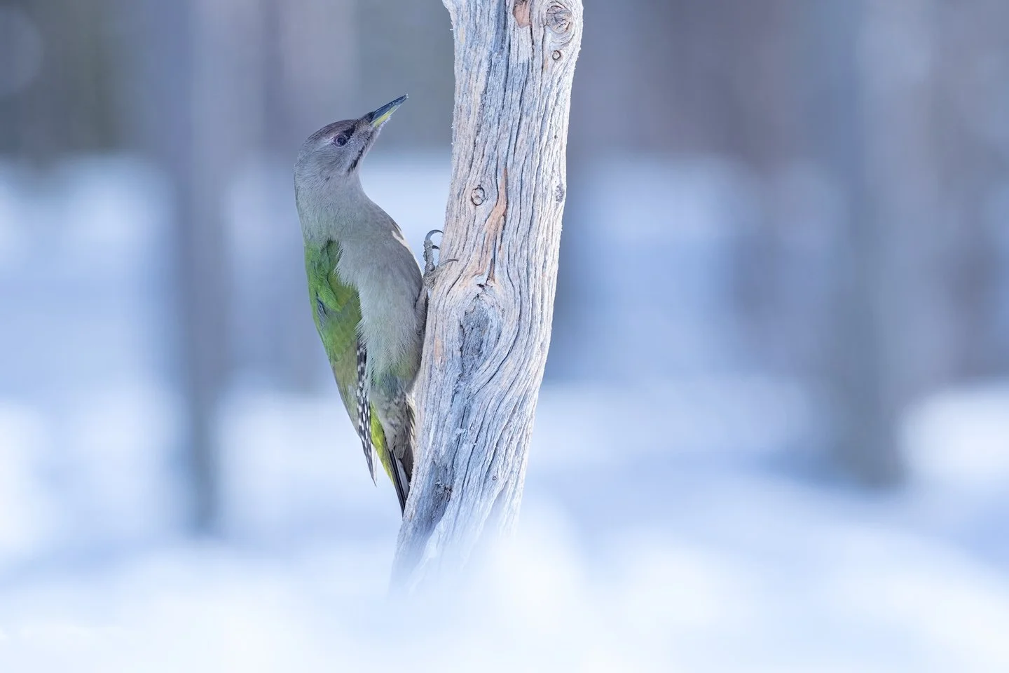 Grey-headed woodpecker (Picus canus)