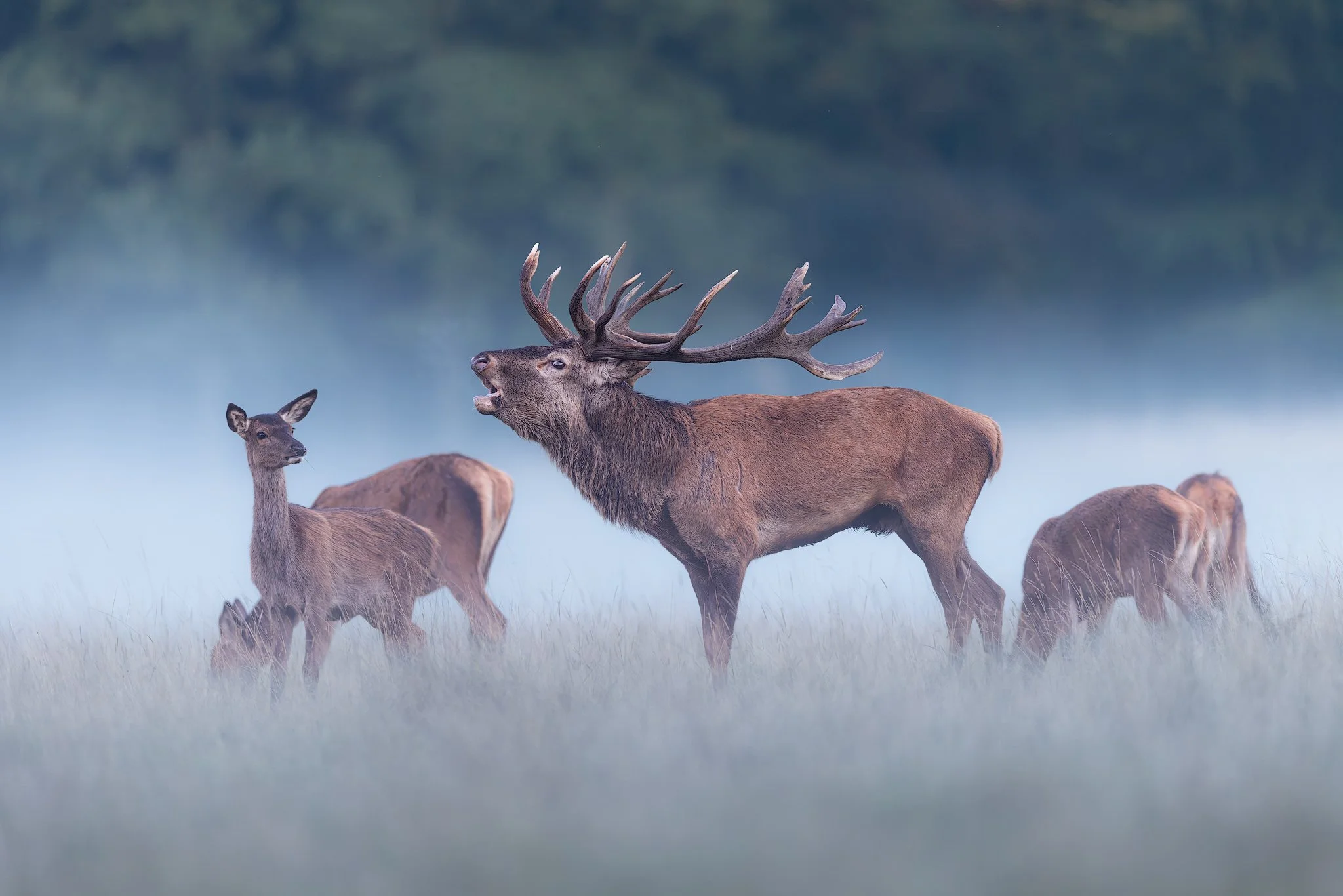 Red Deer (Cervus elaphus)