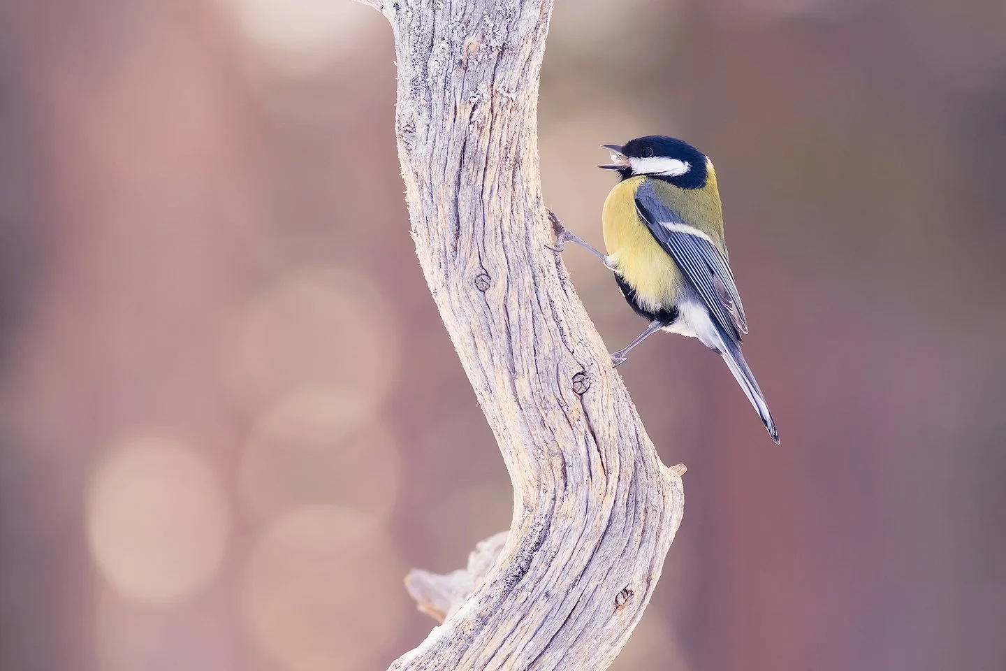 Great tit (Parus major)
