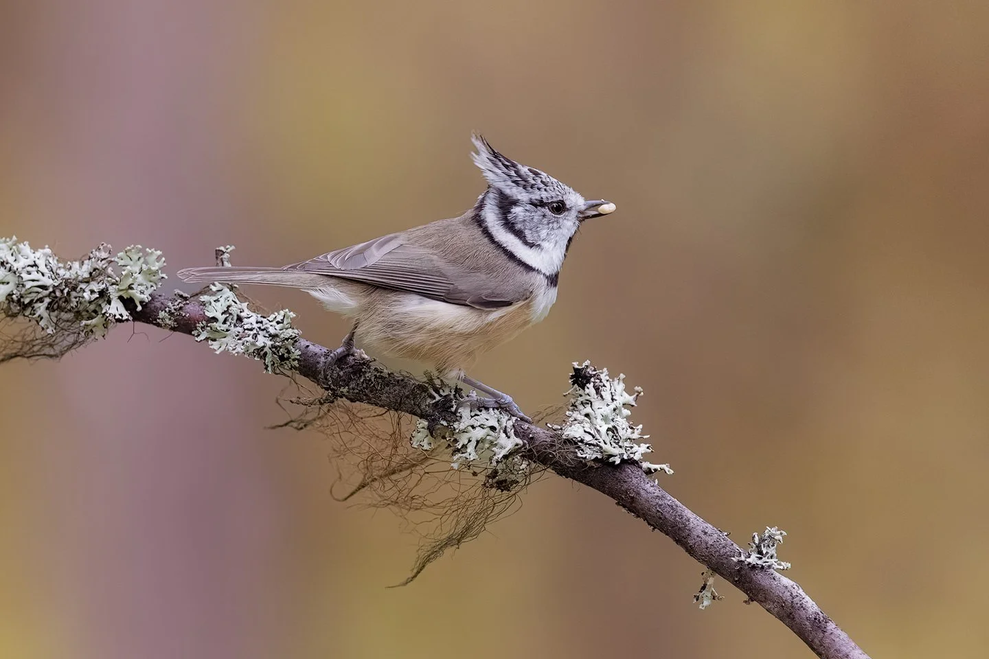 Crested tit (Lophophanes cristatus)