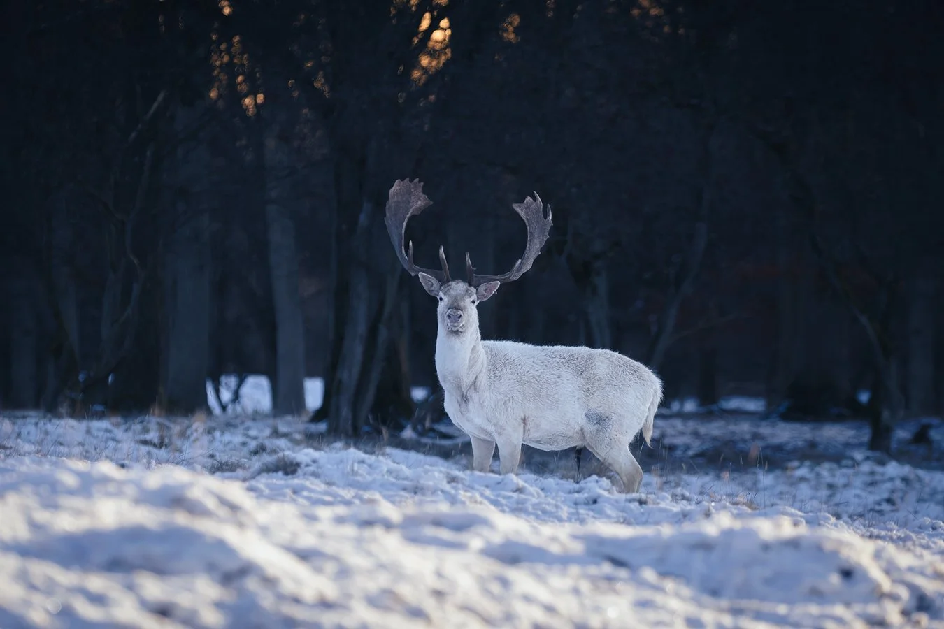 Leucistic european fallow deer (Dama dama)