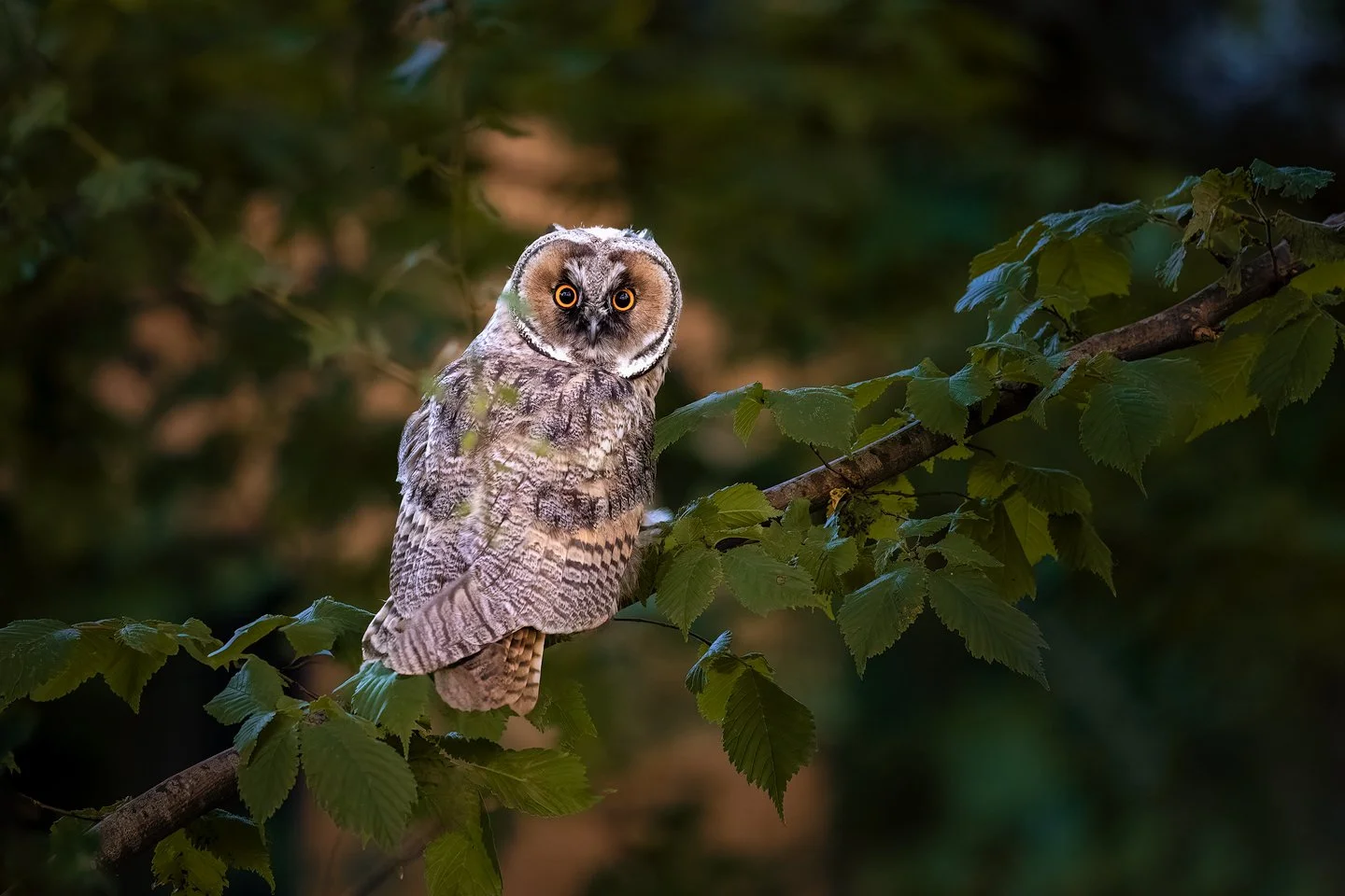 Long-eared owl (Asio otus) 