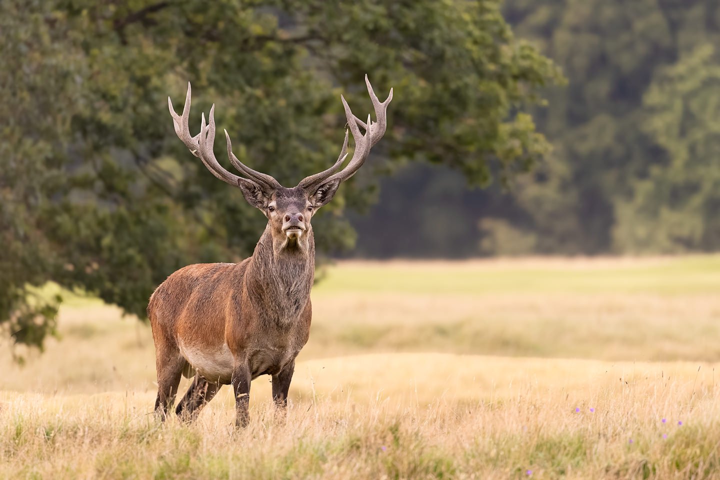 Red Deer (Cervus elaphus)
