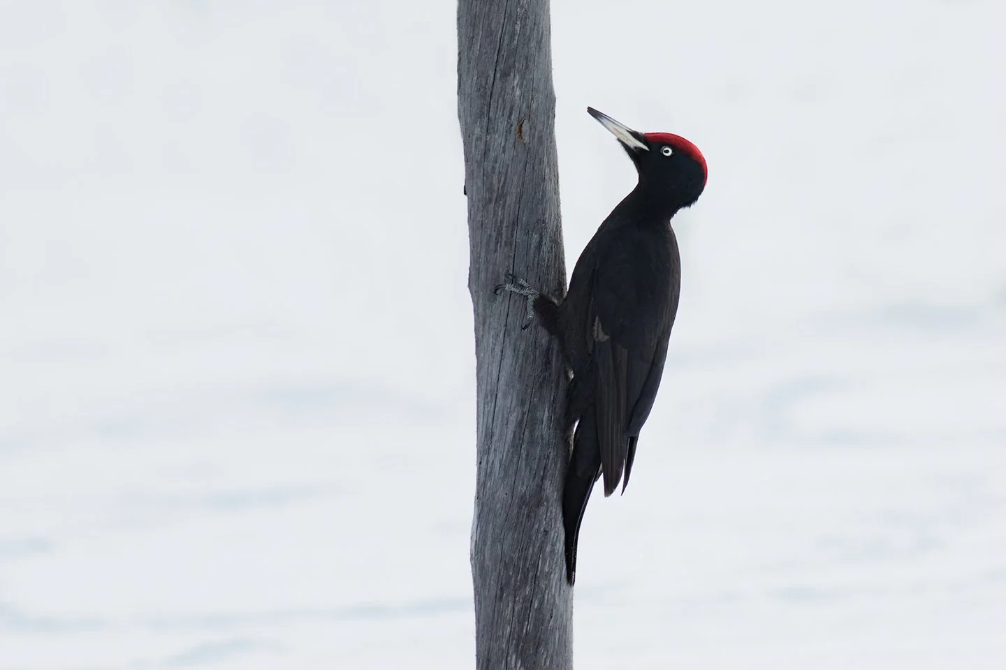 Black woodpecker (Dryocopus martius)