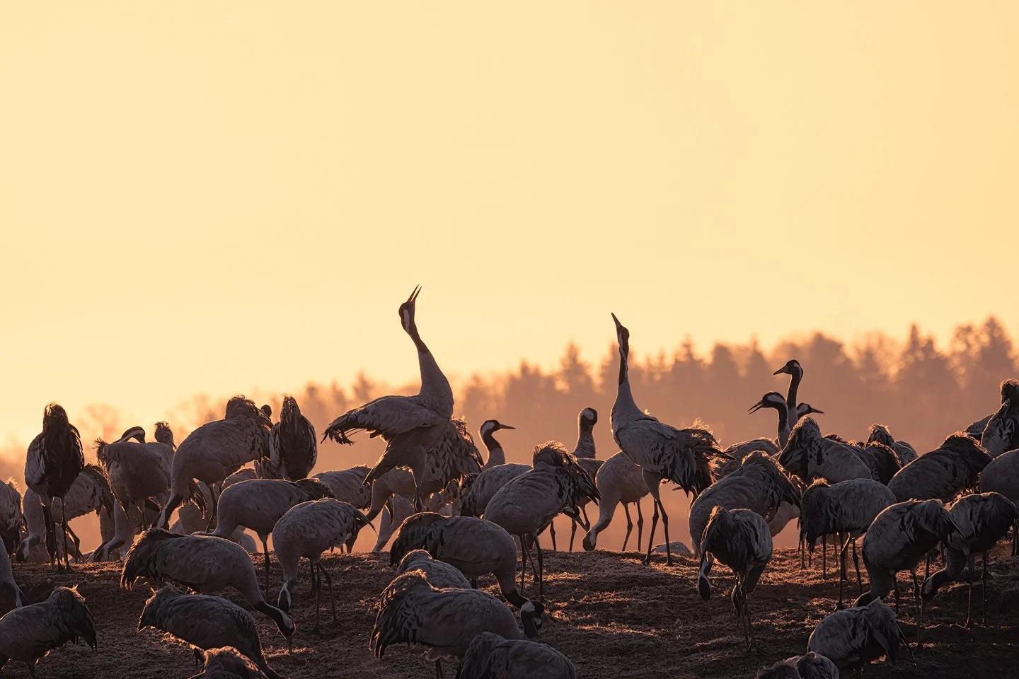 Common crane (Grus grus)
