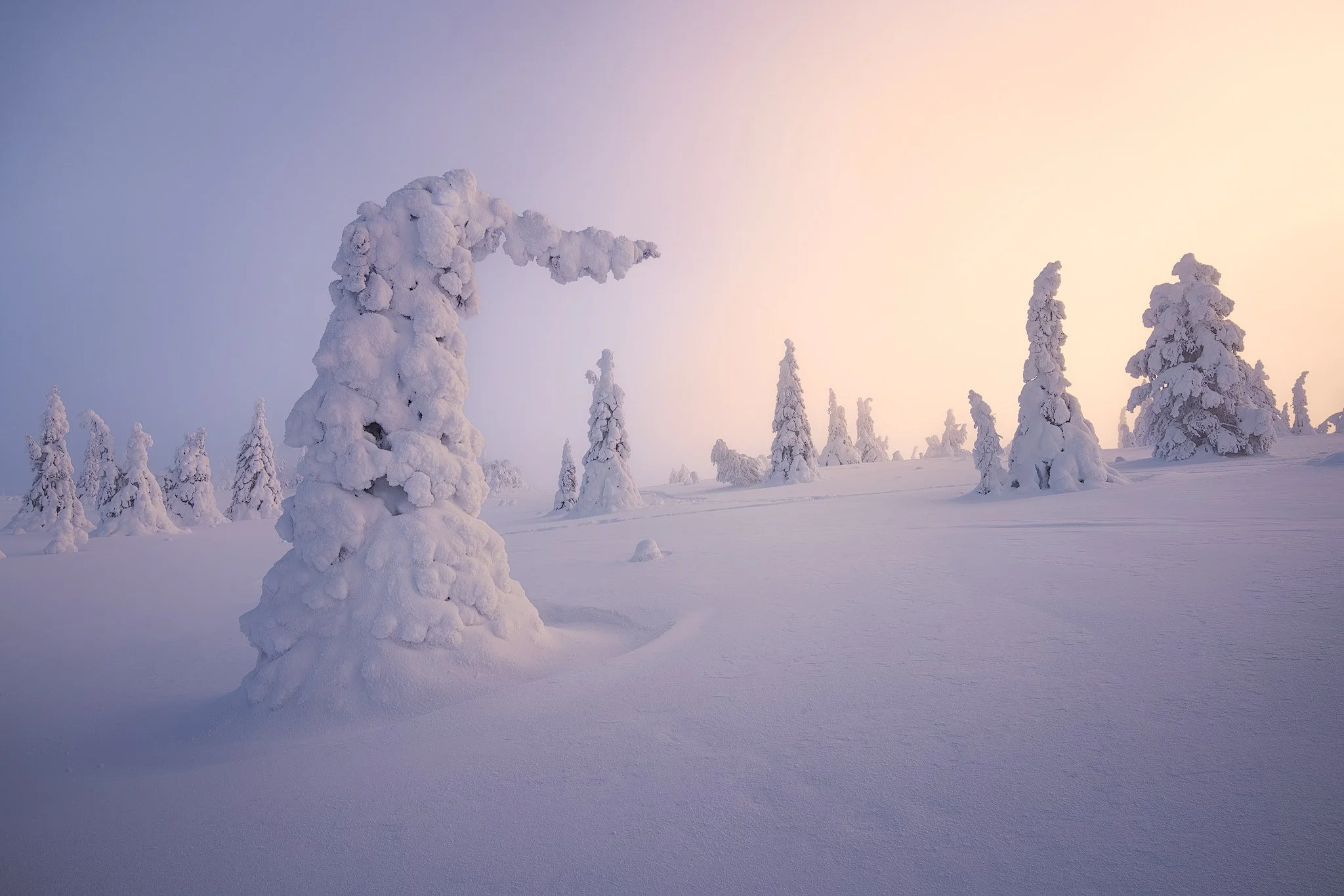 Riisitunturi National Park, 2026